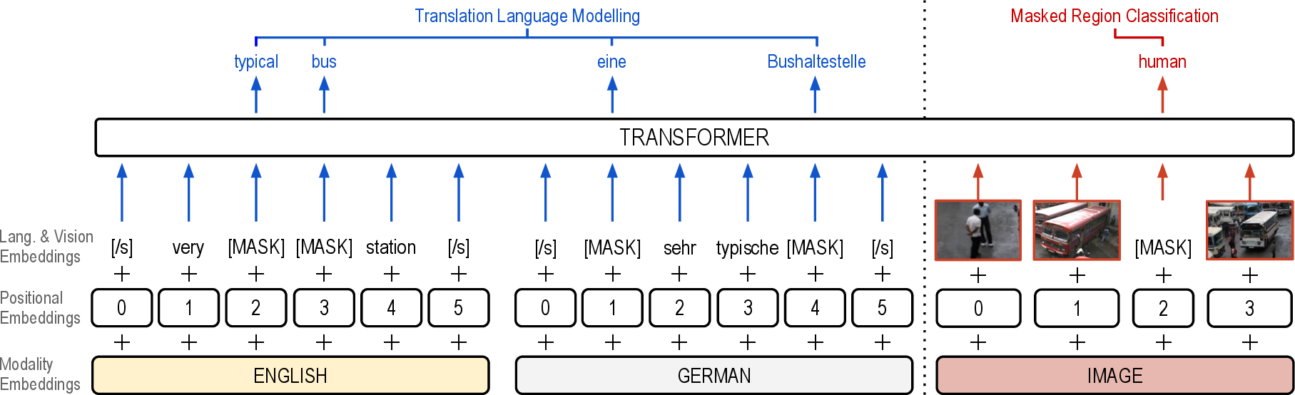 Figure 1: The architecture of the proposed model: VTLM extends the TLM [1] (left side of the dotted line) with regional image features. Masking applies on both linguistic and visual tokens.
