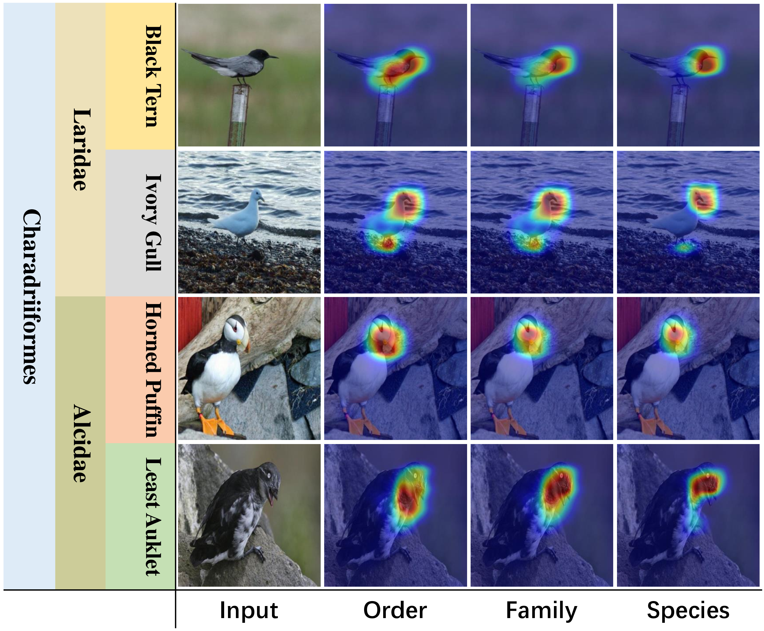 Figure 9: Visualization of the attention maps returned by Grad-Cam [58] of the three hierarchical branches of the proposed LHT model, with each one corresponding to a specific hierarchy. The leftmost column is the original image, and the three columns on the right correspond to the attention maps of Order, Family and Species hierarchy, respectively.