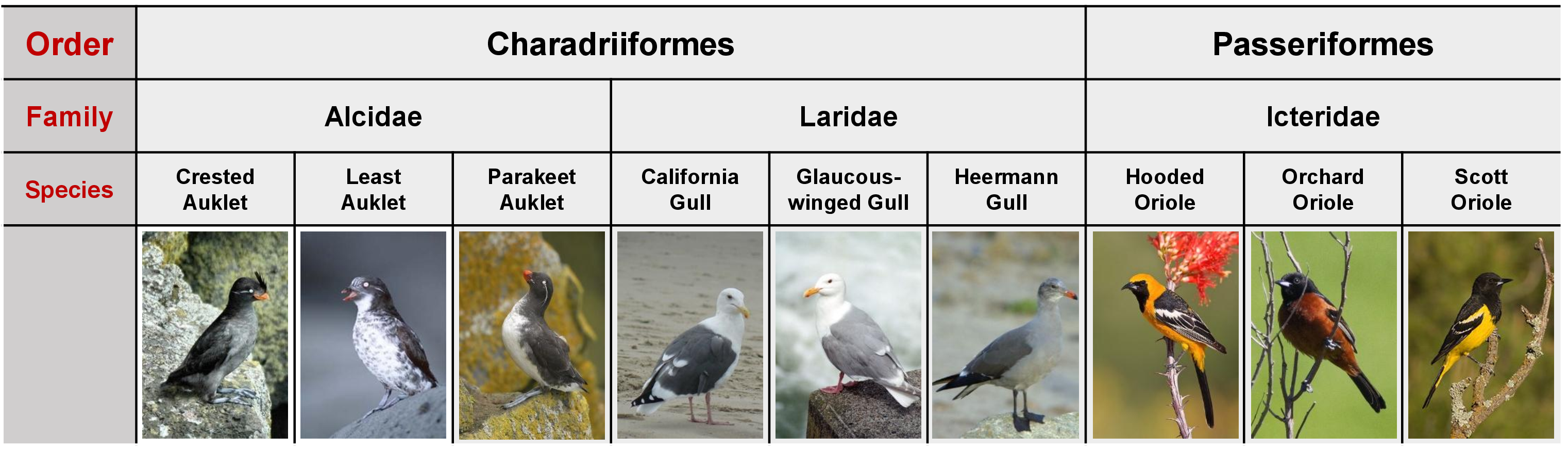 Figure 12: Partial hierarchical structure in CUB-200-2011, where species are organized into three hierarchies (Species–Family–Order). Birds exhibit strong visual similarity within the same hierarchy, but clear differences across higher-level ones.