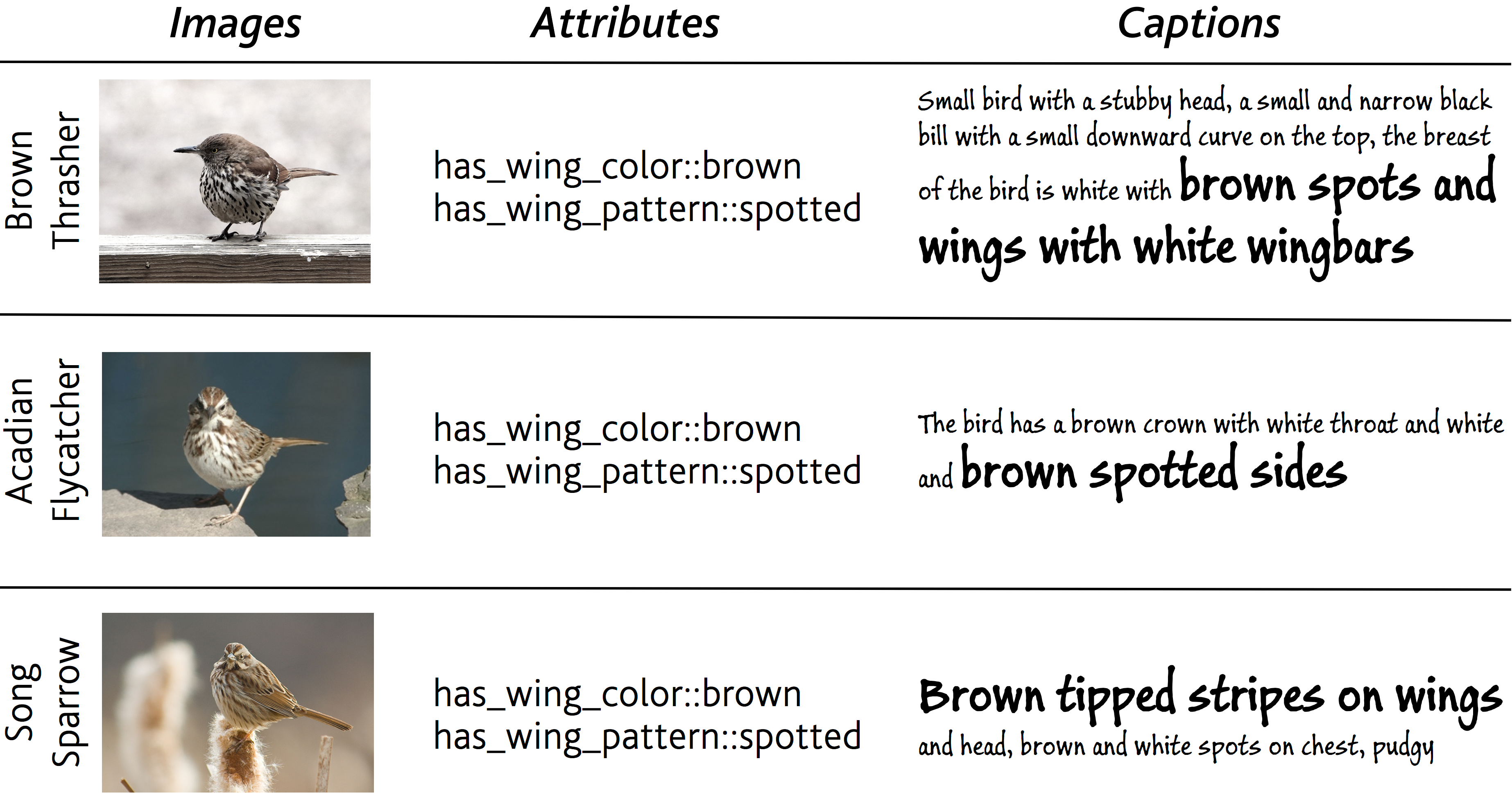Figure 1: For these three bird species of CUB [9] dataset, the attributes “brown spotted wings” is not discriminative. In fact, a “Brown Thrasher” is characterized by the presence of white wingbars. An “Arcadian Flycatcher” features spots which are present over the whole side of the animal – not just over the wings. A “Song Sparrow” shows peculiar tips over the stripes. We posit that captions can provide ancillary semantic information which we propose to exploit altogether with attributes and visual data.