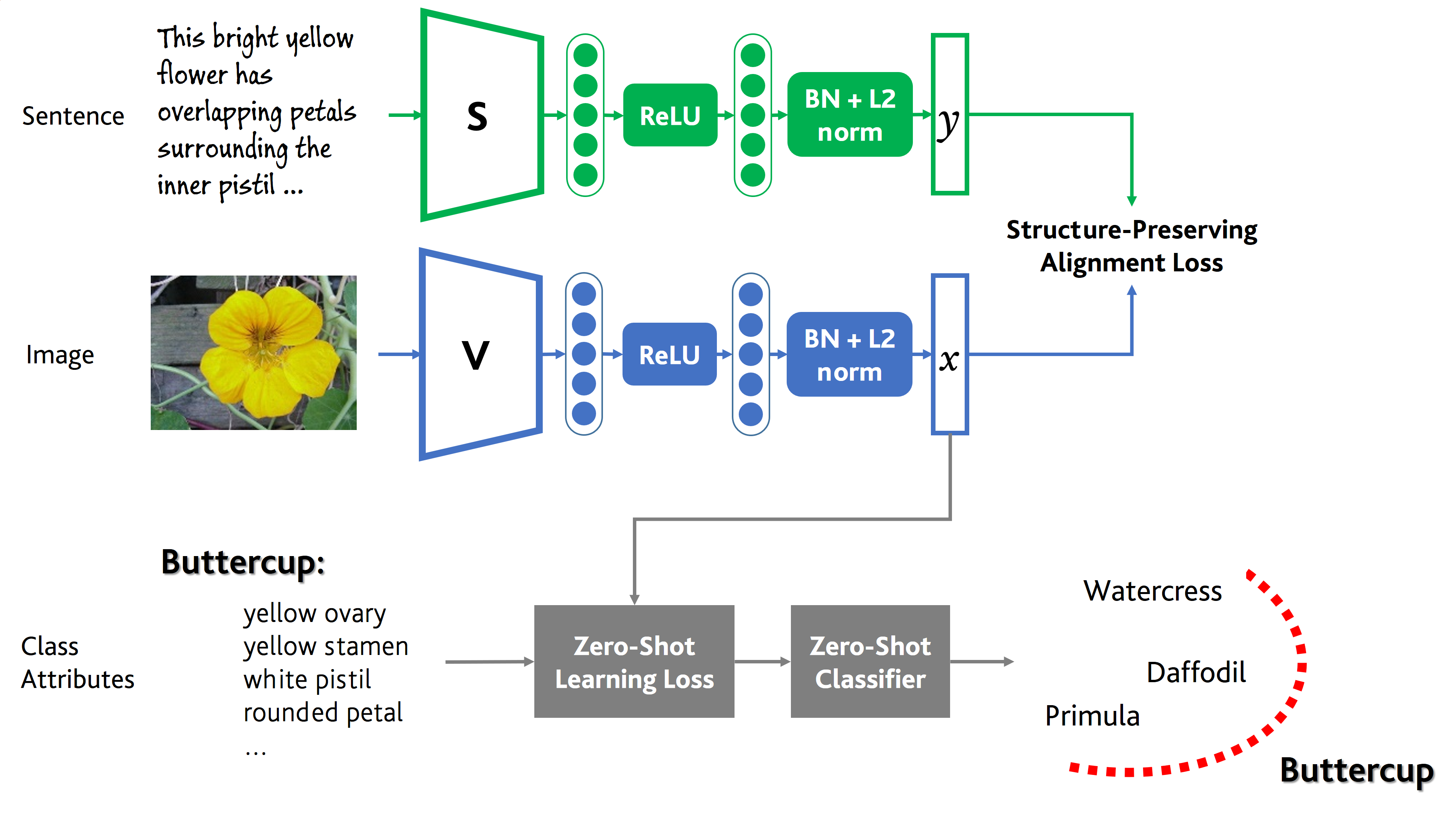 Figure 2: Overview of Joint Embeddings for Zero-Shot Learning (JE-ZSL). Our model consists of a visual and semantic embedding modules, \mathbf{V} and \mathbf{S} respectively, which are responsible for the joint training of the image embeddings starting from textual cues (here, sentences). We stack two fully-connected layers, using ReLU non-linearity, batch normalization (BN), L2 normalization and a Structure-Preserving Alignment Loss which is responsible of injecting semantic patterns into visual descriptors (see Section 2.2). Once the jointly trained visual embeddings \mathbf{x} are optimized over a set of seen classes (in the figure, watercress, daffodil, primula, ...), they can be used to train the optimization objective of an arbitrary zero-shot learning framework. Consequently, even if we never saw an image of a “buttercup”, we can still manage to classify it (decision boundary represented in red) while leveraging the side information which provides the attributes that the class “buttercup” is expected to own.