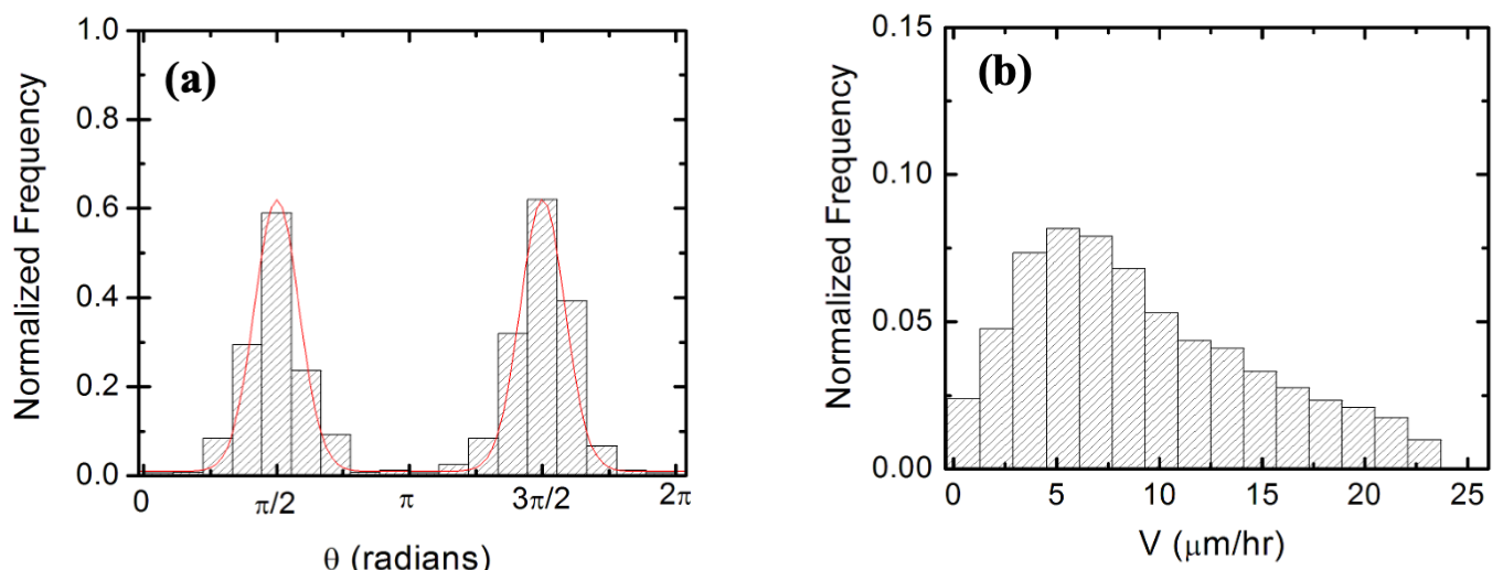 Figure 2: (a) Example of normalized experimental angular distributions for axonal growth for neurons cultured on micropatterned surfaces. The vertical axis (labeled Normalized Frequency) represents the ratio between the number of axonal segments growing in a given direction and the total number N of axon segments. Each axonal segment is of 10 \mu m in length. The plot shows the angular distribution for N = 510 different axon segments (total of 67 axons). The data shows that the axons display strong directional alignment along the surface patterns (peaks at \theta = \pi/2 and \theta = 3\pi/2. The continuous red curve represents a fit to the data with the Fokker-Planck model discussed in the text (b) Normalized speed distributions measured for the growth cones of the axons shown in (a). Data points were collected at t = 32 hr after neuron plating.