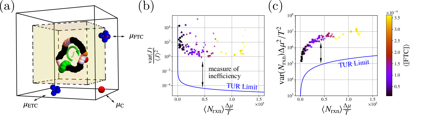 Figure 1: (a) The simulated motor model consisting of a green shuttling ring that diffuses around a larger ring and preferentially binds at orange sites. The net decomposition of N_{\rm rxn} full tetrahedral clusters (FTC, red and blue) into empty tetrahedral clusters (ETC, blue) and free particles (C, red) couples to the motion of the shuttling ring and induces a time-integrated current J, which measures the net number of cycles in the clockwise direction. The coupling between the current and fuel decomposition results from attractive energetic interactions between the FTC clusters and the white binding sites, which catalyze fuel decomposition.By tuning the chemical potentials of the three species, \mu_\mathrm{FTC}, \mu_\mathrm{ETC}, and \mu_\mathrm{C}, we impose a nonequilibrium driving force \Delta \mu = \mu_\mathrm{FTC} - \mu_\mathrm{ETC} - \mu_\mathrm{C} via a grand canonical Monte Carlo procedure that tends to inject FTC into and remove ETC and C from the system at temperature T [36].Plotted in (b) and (c) are comparisons of the data with the TUR limits Eqs. 1 and 2 (c), respectively, for a family of catenane motors with varying numbers of binding and catalytic sites, friction, and backbone rigidity, denoted with different symbols (see Supporting Information (SI) Sec.I for details).We choose to express the x axis of each plot in terms of the typical dissipation \langle \Sigma \rangle = \langle \Sigma_{\rm rxn} \rangle = \langle N_{\rm rxn}\rangle \Delta \mu / T. The color bar denotes the concentration of FTC molecules, which is controlled by the associated chemical potential.