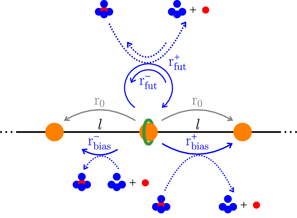 Figure 2: Schematic of a minimal model of a loosely coupled motor. Each state in the model represents a binding site on the large ring separated by a distance l. Movement between these states corresponds to the shuttling ring hopping between binding sites. There are three different types of dynamic events that can occur: biased motion with rates r_\mathrm{bias}^\pm, unbiased motion with rate r_0, and futile fuel decomposition with rates r_\mathrm{fut}^\pm. As illustrated, certain events are coupled to the decomposition or reconstitution of fuel, and others are not. Explicit expressions for the rates of each event are provided in the main text.