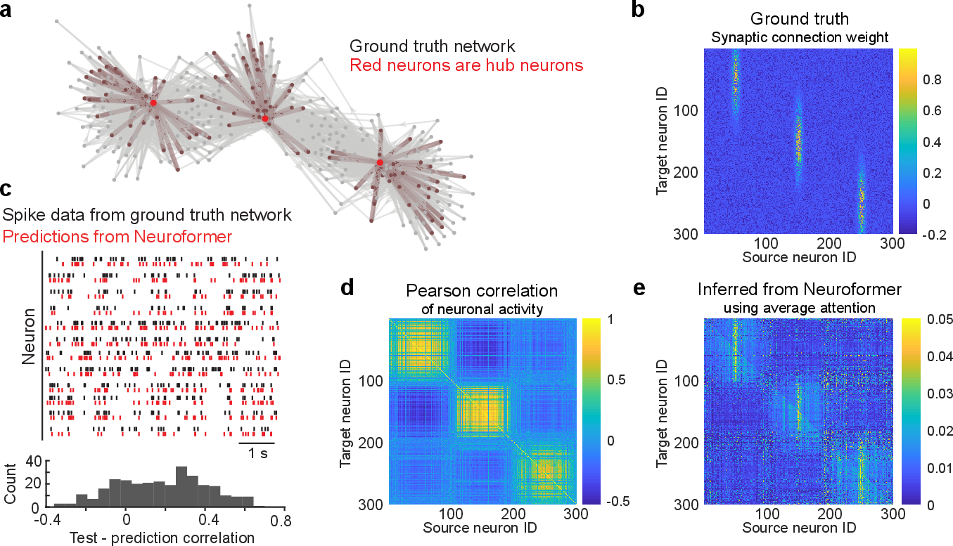 Figure 2: Validating Neuroformer with ground truth data. (a) A model spiking neural network was generated to provide ground truth for validation. To provide a salient network feature, three "hub" neurons are strongly connected to many other neurons. (b) The ground truth connectivity matrix provides a reference for the network. (c) Raster plots (top) for neurons show that Neuroformer provides spike predictions (red) that closely match the spiking of the ground truth network (black). Correlations between the predicted and ground truth spike trains were generally positive, and >0.1 (bottom). (d) A simple Pearson correlation analysis reveals three subnetworks, but not the hub neurons, because of the lack of directionality or causality. (e) Attention mechanisms in Neuroformer infer causality and thus reveal the hub neurons.
