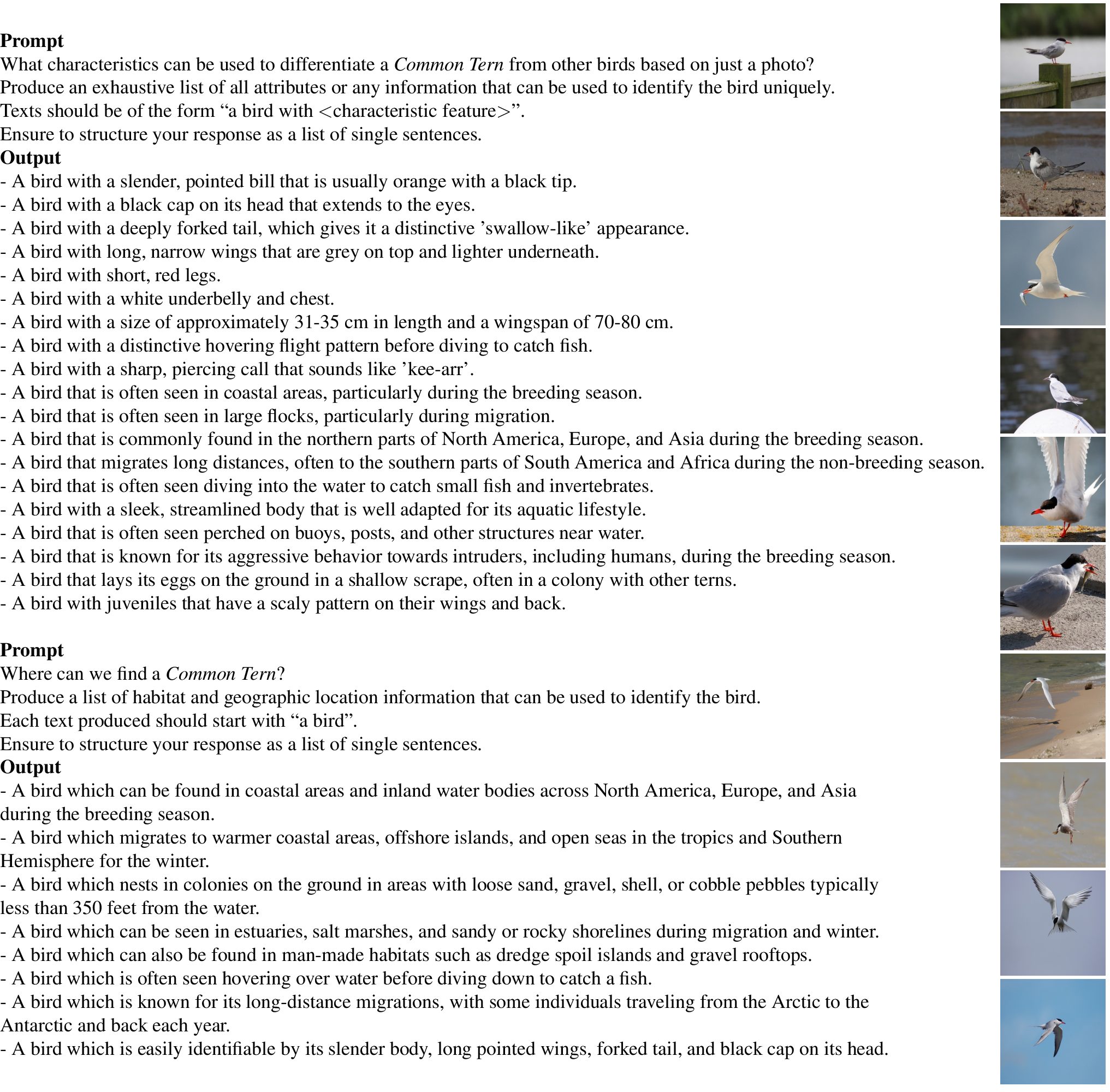 Figure 7: Example of texts produced for a category “Common Tern" of the CUB dataset using GPT4-0613, example images on the right.