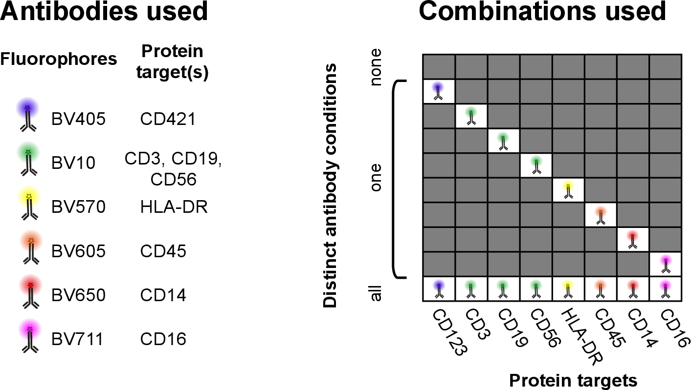 Figure 5: Antibody staining conditons