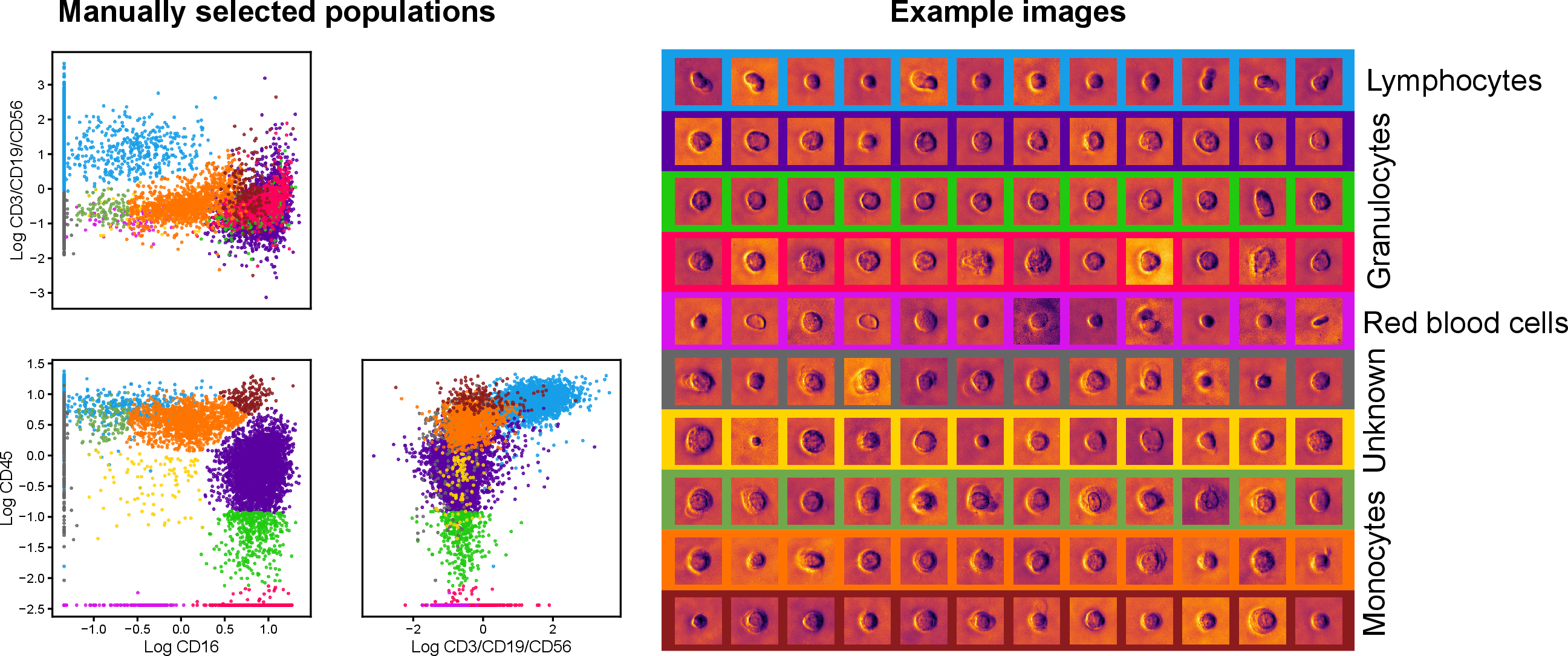 Figure 10: Protein expression levels, example images, and putative cell types of the classification labels