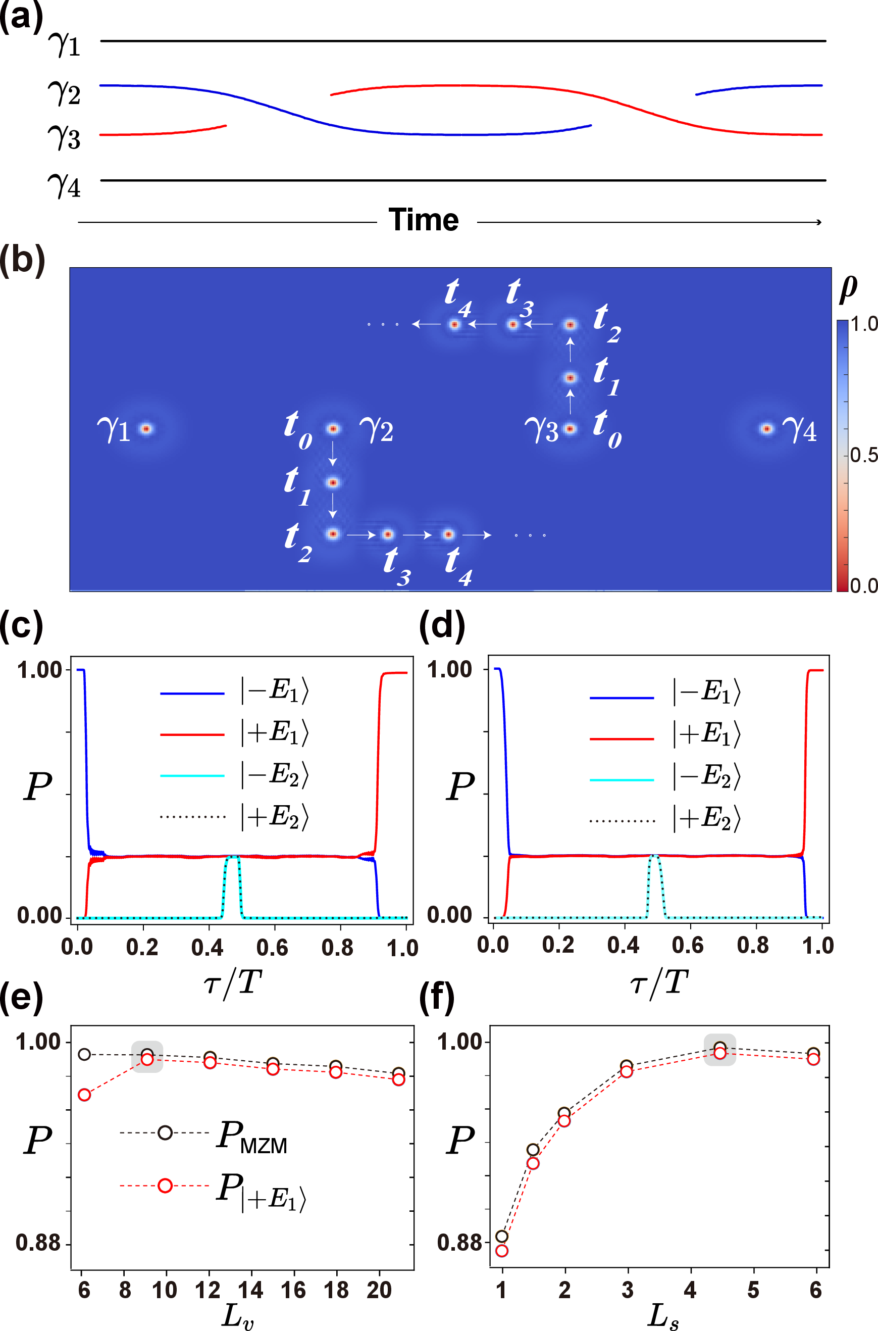 Figure 3: (Color online) Braiding dynamics of MZMs facilitated by the STT-matrix.(a) Worldlines illustrating the braiding operator \mathbb{B}_X=b_2b_2 for four MZMs \gamma_{i=1,2,3,4}.(b) Cooper pair density distribution \rho(x,y) in TSC layer with depicted vortices, where the two middle vortices are driven along a programmable path indicated by arrows using STTs. Vortices associated with \gamma_{2,3} are overlaid on the background following the braiding trajectory.(c) Evolution of P_{|\pm E_i\rangle}, i=1,2 (defined in the text) at L_v=9 and L_s=3.(d) Evolution of P_{|\pm E_i\rangle}, i=1,2 at L_v=18 and L_s=4.5.(e) Variation of both P_{\rm MZM} and P_{|+E_1\rangle} as functions of L_v, while keeping L_s fixed at 3.(f) Dependence of both P_{\rm MZM} and P_{|+E_1\rangle} on varying values of L_s, with fixed value of L_v = 18.The state |-E_1\rangle is chosen as the initial state in all the calculations. Other parameters are the same values as in Fig. 1.