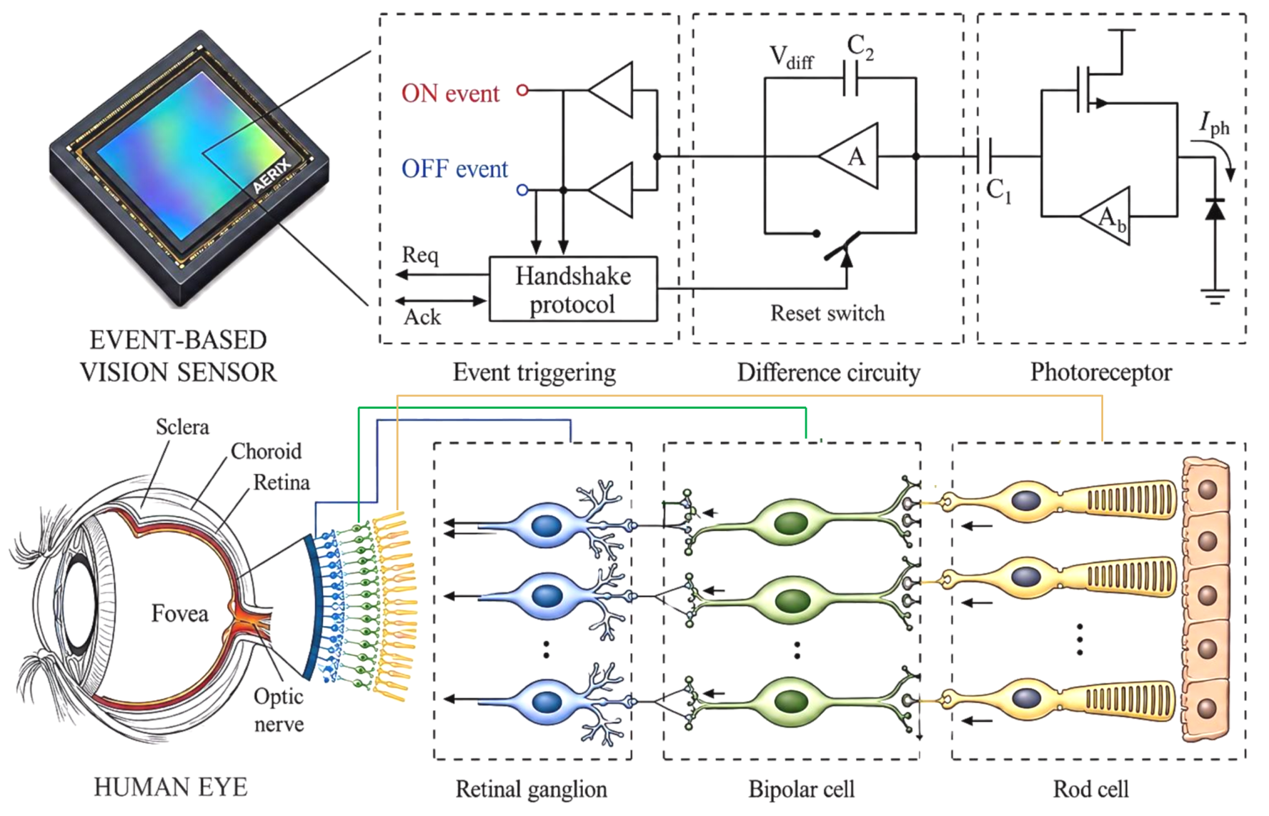 Figure 1: An event camera captures visual information in a retina-inspired manner. Each pixel operates independently and responds only to changes in light intensity. An ON event is triggered by an increase in brightness, whereas an OFF event is triggered by a decrease.