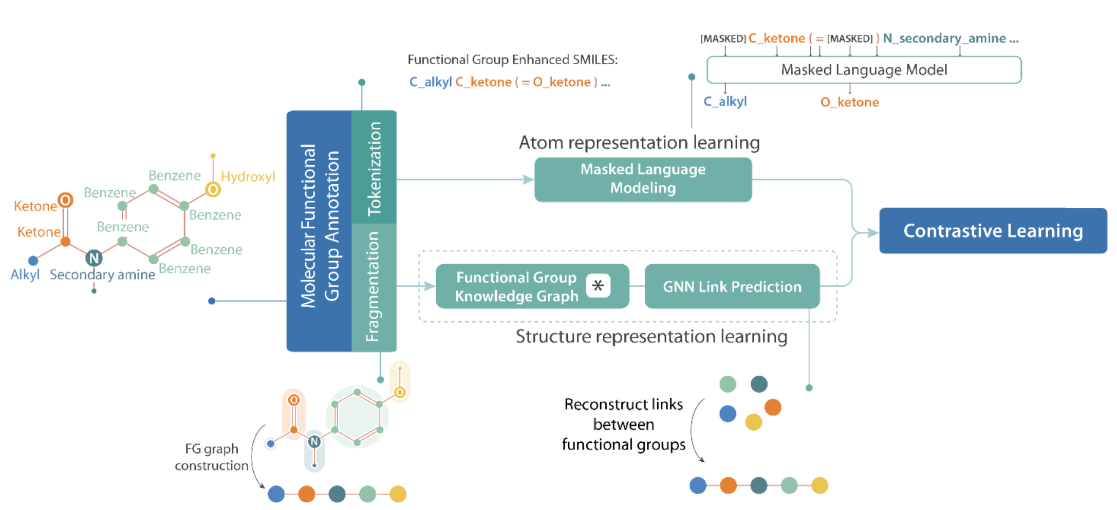 Figure 1: FARM’s molecular representation learning framework. Given a molecule as input, we apply FG-aware tokenization to its SMILES representation and FG-based fragmentation to its molecular graph. Each resulting representation is then processed through a self-supervised learning objective. Finally, the two views are aligned using contrastive learning to make the final embedding robust by capturing both atom-level information from the SMILES and structural information from the graph.