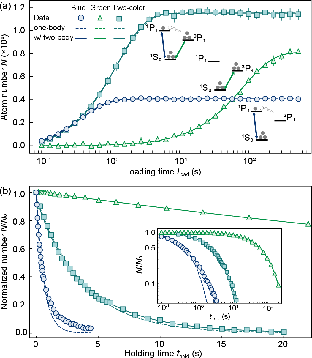 Figure 5: MOT loading and holding curves. (a) Atom numbers are measured as a function of loading time for different MOTs. The two-color MOT (cyan squares) benefited from rapid loading of the blue MOT (blue circles) and further cooling of the green MOT (green triangles), has an even higher steady-state number. Errorbars represent the standard deviation over five repetitions. The dashed and solid lines represent fits considering only one-body loss and accounting for two-body loss, respectively. (b) The atom number decreases over time in the MOT after the atomic flux is switched off. Compared with the one-body loss model (dashed lines), the fit that accounts for two-body loss (solid lines) agrees better with the data. The inset presents a complete log-log plot.