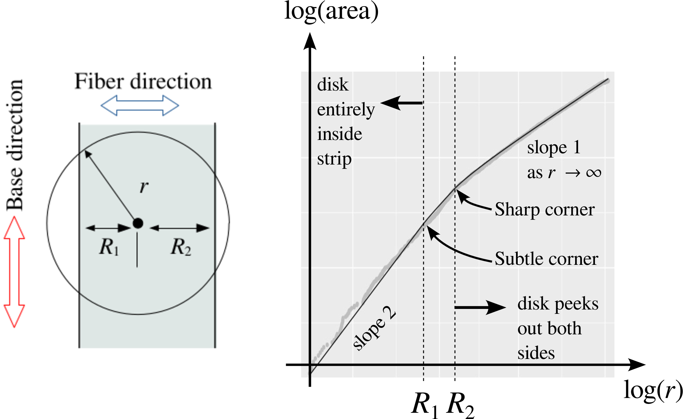 Figure 6: Our method applied to a fiber bundle in \mathbb{R}^2. The vertical direction is the base space (long spatial scale), while the horizontal direction represents the fibers space (short spatial scale). Gray points on the right frame show estimates from a random sampling of points in the strip; the solid line shows the theoretical area versus radius curve.
