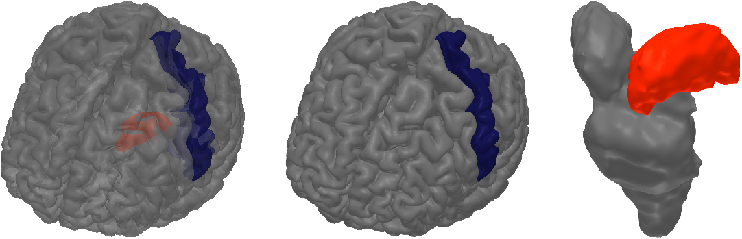 Figure 3: Primary somatosensory cortex (dark blue) from the surface of the brain and left thalamus (red) from deep inside the brain. These are the main parts of the brain from which the short latency evoked potentials are known to emerge, namely around 20 ms after the stimulus. Due to their high reliability in activating similarly across sensations, these setups are ideal for use with a known ground truth.