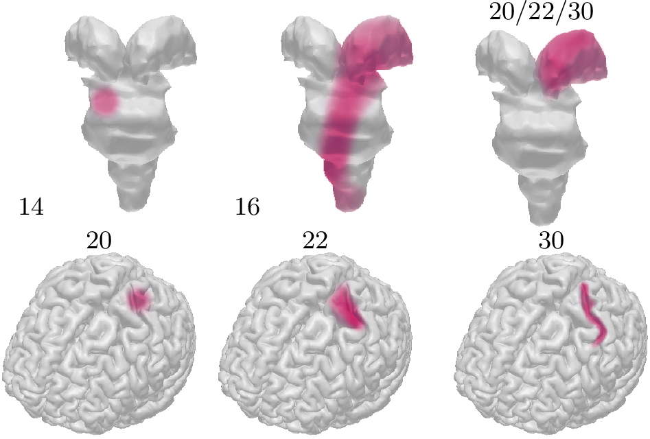 Figure 2: Literature-based ground truth locations of somatosensory evoked potential peaks around 14, 16, 20, 22, and 30 ms after stimulus presented by coloring for deep brain structures (upper row) and cortex (bottom row).