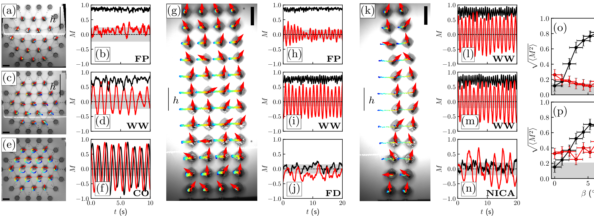 Figure 3: Collective actuation in the presence of an external field. (a/c/e) Real space dynamics (same color code and scale bars as in Fig. 2-d) and (b/d/f) polarizations in the transverse (red) and longitudinal (black) direction for a triangular lattice pinned at its edges, for increasing field; (bottom) h = 0 (\beta = 0^{\circ}), CO; (middle) h = 0.11 (\beta = 10.7^{\circ}), WW; (top) h = 0.21 (\beta = 21.4^{\circ}), FP; (g/k) Real space dynamics for square lattices pinned at both ends (top and bottom rows are pinned) for \beta = 8.5^{\circ}, with W=4 (g) and W=2 (k); and (h-j) and (l-n) same as (b/d/f) for respectively the stiff (W = 4) and soft (W = 2) lattices for h = 0 (\beta = 0^{\circ}) (bottom), h = 8.7 \times 10^{-4} (\beta = 8.5^{\circ}) (middle), h = 1.1 \times 10^{-3} (\beta = 10.7^{\circ}) (top). (o-p) Root mean squared transverse (red) and longitudinal (black) polarizations as a function of the tilt \beta for W = 4 (o), and W = 2 (p). The gray areas cover the range of polarization accessible for a system of N randomly oriented unit vectors ([-1/\sqrt{N}, 1/\sqrt{N}] for M_{\perp/\parallel} and [0, 1/\sqrt{N}] for \langle M_{\perp/\parallel}^2 \rangle^{1/2}); the green area indicates the region where the reentrance transition to a WW regime occurs.