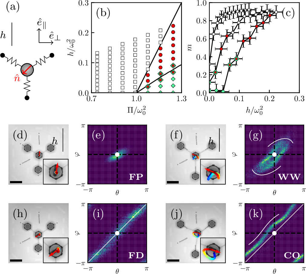 Figure 2: Single active unit experiments. (a) Geometry and notations; (b) Phase diagram (white square: FP, red circles: WW, green diamonds: CO, red circles inside green diamonds: coexistence between WW and CO, the black lines indicate \Pi_c = \omega_{0}^{2} + h and \Pi^{\star} = \omega_{0}^{2} + 3h). (c) Polarization m as a function of h/\omega_{0}^{2} for \Pi/\omega_{0}^{2} \in[0.74, 1.08, 1.24] (same markers as (b)); (d/f/h/j) Real space dynamics of the FP, WW, FD, CO regimes (red arrows: polarity \boldsymbol{\hat{n}}, trajectories of particle positions color-coded from blue to red, scale bars: 10 cm). (e/g/i/k) Probability densities \rho(\theta, \varphi), the white arrows indicate the direction of the dynamics when relevant. The parameter values are: (d/e) FP: \Pi/\omega_{0}^{2} = 0.91, h/\omega_{0}^{2} = 0.08 (\beta = 10.7^{\circ}); (f/g) WW: \Pi/\omega_{0}^{2} = 1.24, h/\omega_{0}^{2} = 0.11 (\beta = 10.7^{\circ}); (h/i) FD: \Pi/\omega_{0}^{2} = 0.91, h/\omega_{0}^{2} = 0.0 (\beta = 0^{\circ}); (j/k) CO: \Pi/\omega_{0}^{2} = 1.24, h/\omega_{0}^{2} = 0.0 (\beta = 0^{\circ}).