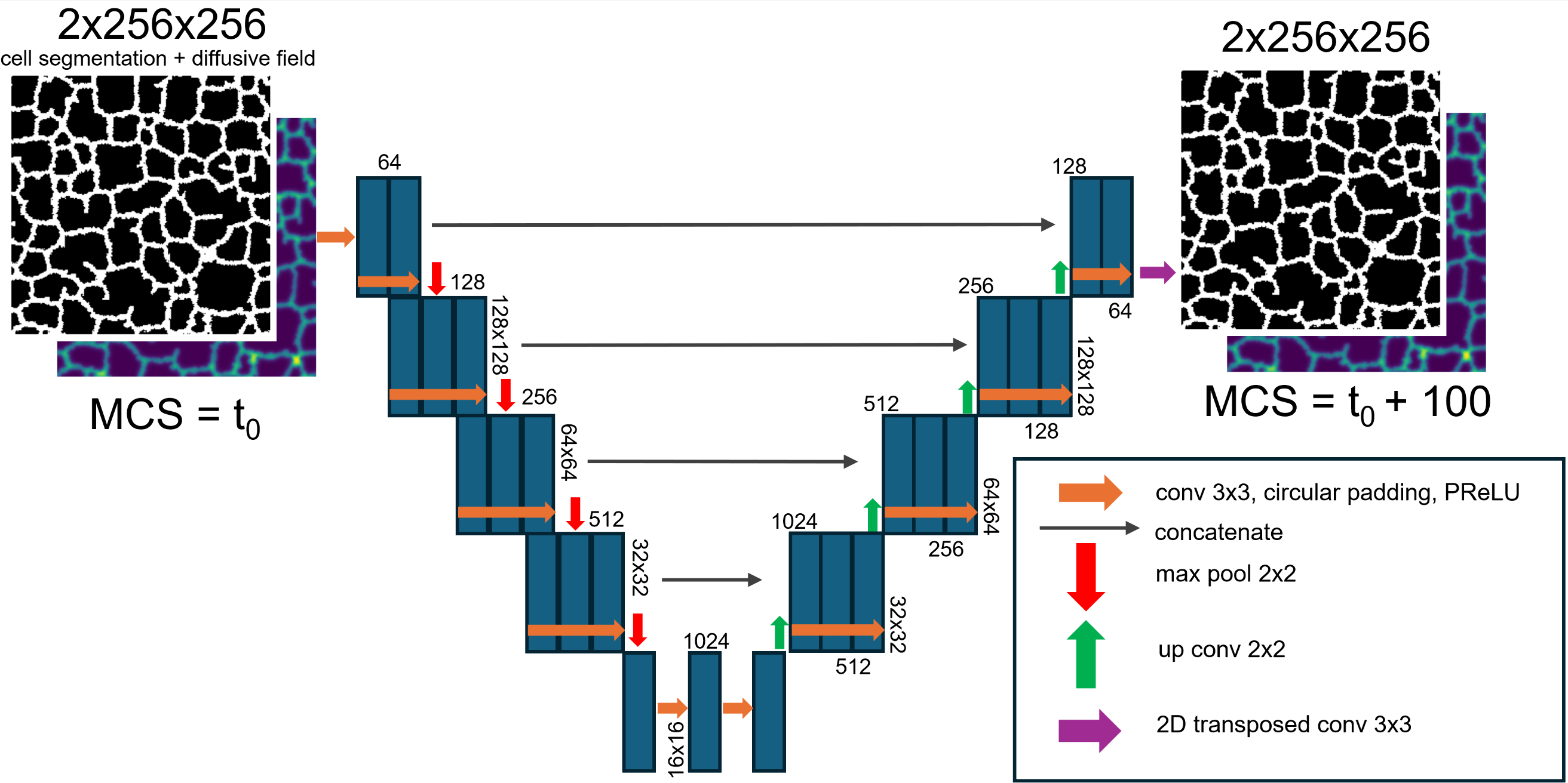 Figure 1: Surrogate model architecture. U-Net Neural Network model configuration is illustrated. Neural network layers and activations are described to allow for prediction of a mechanistic model simulation configuration 100 MCS in advance of an input configuration.