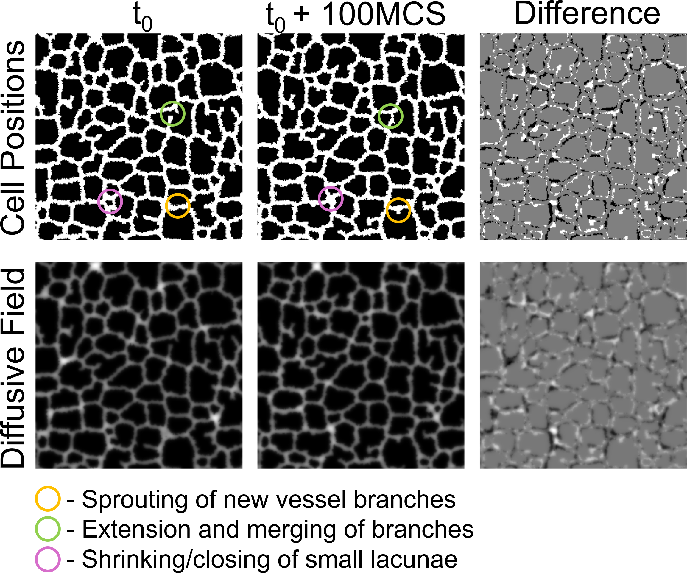 Figure 2: Problem definition for the model surrogate. Cell positions (top row) and diffusive field concentrations (bottom row) from an example reference configuration (t_0, left) and its corresponding configuration 100 MCS ahead (t_0 + 100 MCS, middle). The difference between the two configurations is shown (right) demonstrating a positional movement of approximately Cellular-Potts model cell length of the vascular network. This representative example demonstrates three main behaviors of the Cellular-Potts model of 1) sprouting new vessel branches, 2) extension and anastomosis of vessel sprouts, and 3) closing of small lacunae.