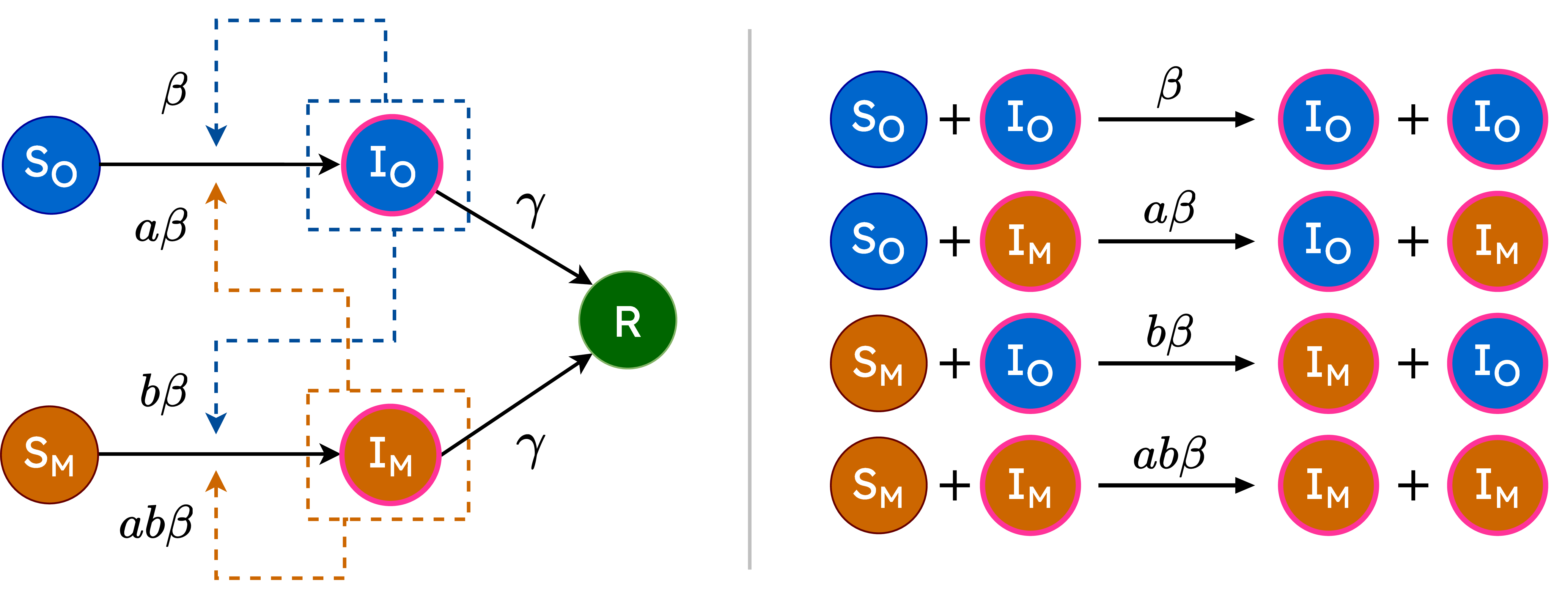 Figure 2: Flow diagram of the HeSIR process. The transition rate from Susceptible to Infectious depends on the classes of both the infector and the infected (with \beta as the baseline transmission rate, and a, b \geq 1 representing increased infectivity and susceptibility, respectively). The recovery rate \gamma is uniform across all individuals.