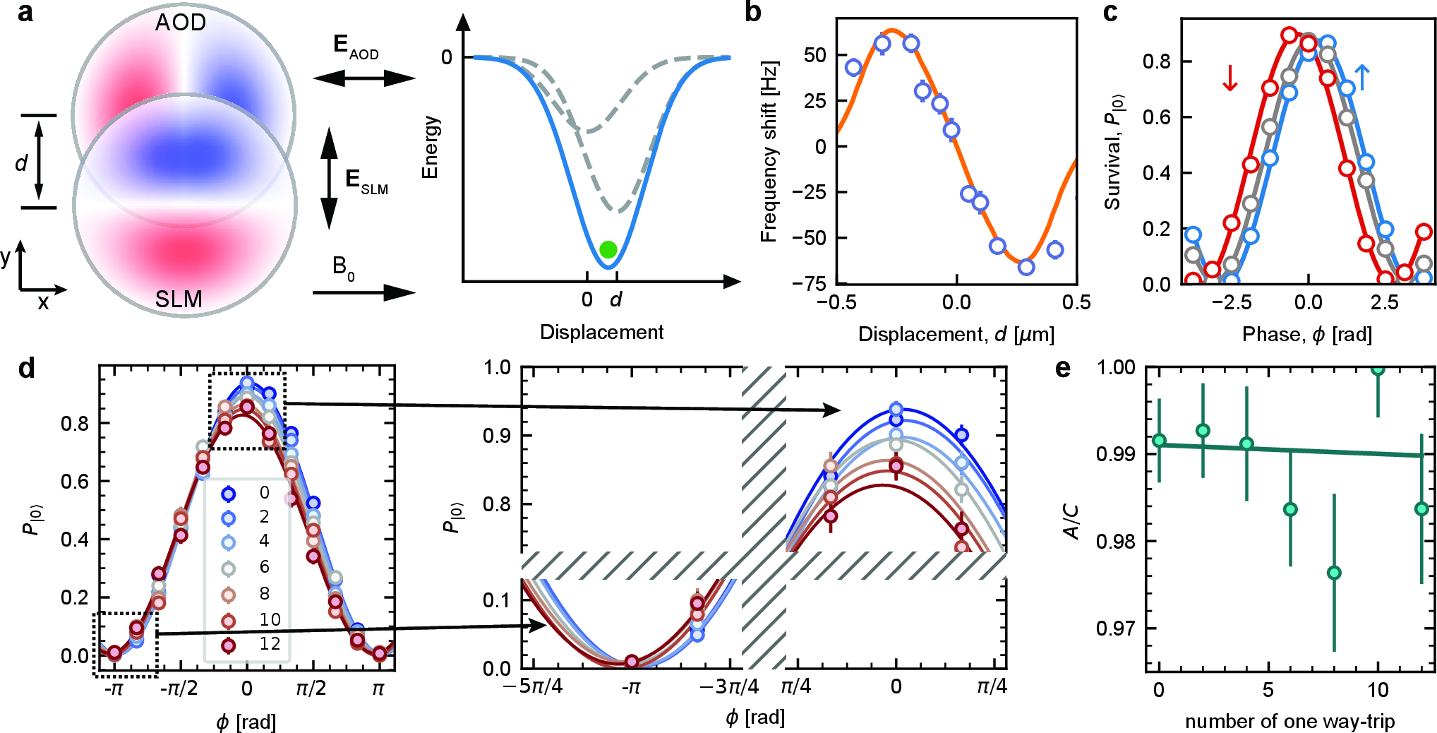 Figure 8: Decoherence during trap handoff. (a) Schematic of the suboptimal configuration for SLM and AOD trap, with the two traps orthogonally polarized. The atom sees a summed trap potential of the two traps. When two traps are displaced in the y direction, the atom is pulled away from the center of the SLM trap, experiencing an unsuppressed vector light shift. (b) Larmor frequency shift with various displacement d shown in (a). The purple data is experimentally measured via Ramsey experiments, while the orange curve is the theoretical prediction with a single fitting parameter \eta_{\mathrm{vls}}. Based on this measurement, we estimate the \eta_{\mathrm{vls}}=3\times 10^{-4} at a wavelength of 487 nm. (c) The Ramsey fringes after a round-trip between the storage and gate zones under d=-240\, \mathrm{nm} (red), d=0 (gray) and d=240\, \mathrm{nm} (blue). (d) Measurement of the Ramsey fringes with various number of one-way-trips that the atoms undergo during the Ramsey experiment (same dataset as the blue curve in Fig. 1e). (e) Fitted contrast A/C as a function of the number of one-way-trip. A linear fit gives a spin flip rate of 1(6)\times10^{-4} per one-way trip.