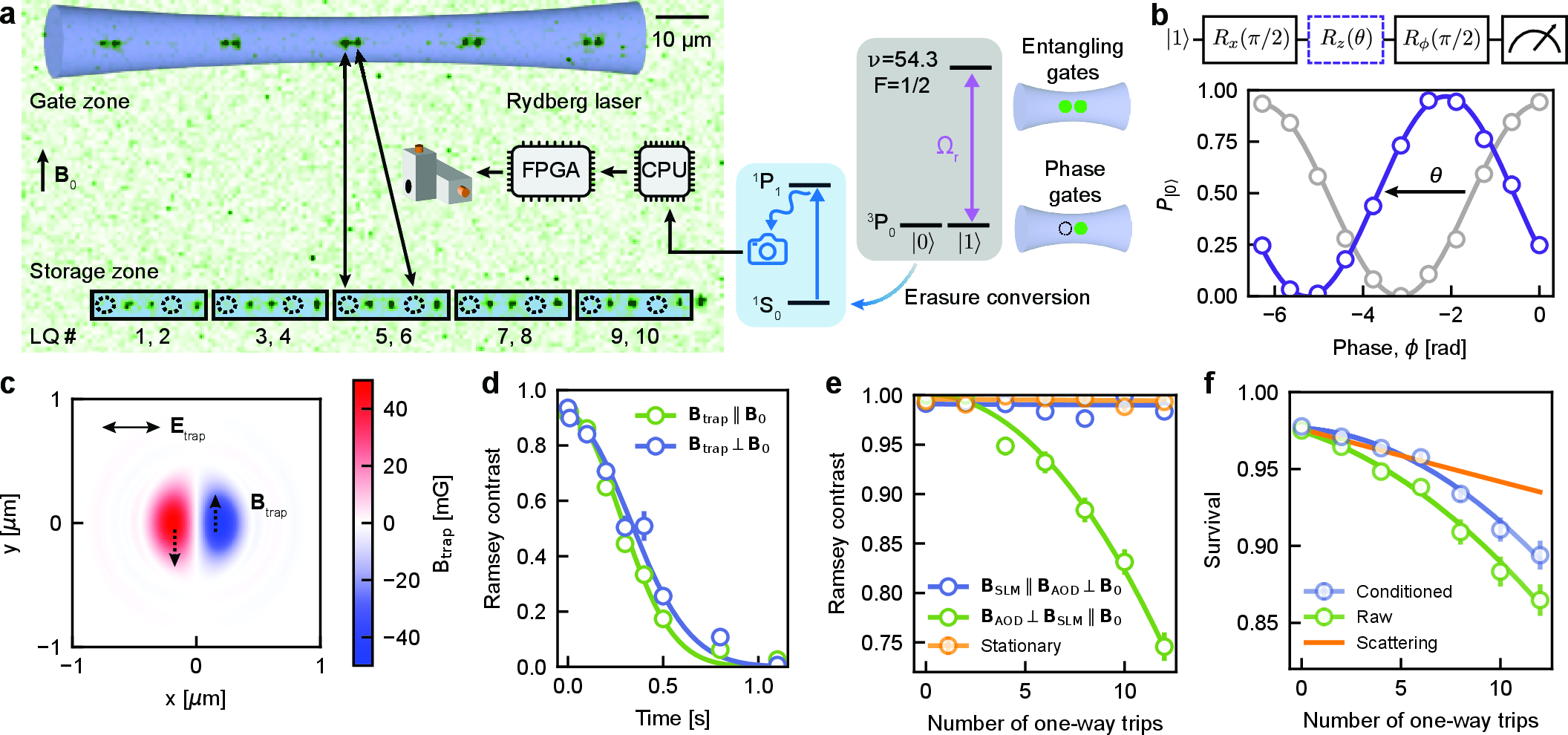Figure 1: Logical qubit architecture and coherent transport with metastable ^{171}Yb qubits. (a) Schematic of storage and gate zones for implementing the [[4,2,2]] code. Qubits are encoded in the nuclear spin sublevels of the metastable ^3P_0 manifold, and leakage errors to the ^1S_0 ground state can be detected using fast imaging on the ^1P_1 transition. Coherent atom transport between the two zones is implemented using AODs controlled by an FPGA, which allows the circuit execution to be adapted based on mid-circuit erasure information. A tightly focused Rydberg laser (302 nm wavelength, 12 \mum 1/e^2 radius) defines the gate zone used to implement both one- and two-qubit gates. Two-qubit gates use resonant excitation from \ket{1} to the Rydberg state \ket{r}=\ket{6s\nu s, \nu=54.3, F=1/2, m_F=-1/2}. (b) Selectively applied single-qubit gate R_{z}(\theta) applied in the gate zone (purple), while the atoms in storage zone remain unaffected (gray). (c) The metastable qubit experiences a vector light shift near the tweezer focus that induces a synthetic magnetic field of approximately 50 mG, oriented in the focal plane, perpendicular to the tweezer polarization. (d) Coherence measured with a Ramsey sequence in stationary tweezers with the synthetic field perpendicular to the bias field (T_2^* = 0.45(2) s) or parallel to it (T_2^* = 0.39(1) s). (e) Coherence measured with a Ramsey sequence while transporting atoms between the storage and gate zones when the synthetic field of the SLM tweezers is parallel (green) or perpendicular (blue) to the external field, compared to an atom held in a stationary tweezer for the same duration (orange). A one-way trip includes handing off atoms from the SLM to AOD tweezers and back. (f) Atom loss from the metastable state while transporting between the storage and gate zones, before (green) and after (blue) conditioning on the absence of a mid-circuit erasure detection. The expected scattering contribution is shown in orange. Approximately half of the loss is detectable over the first three round trips. Heating-induced loss lowers the erasure fraction to \sim10\% by the fifth round trip. In all panels, the error bars show \pm 1 \sigma statistical uncertainty.