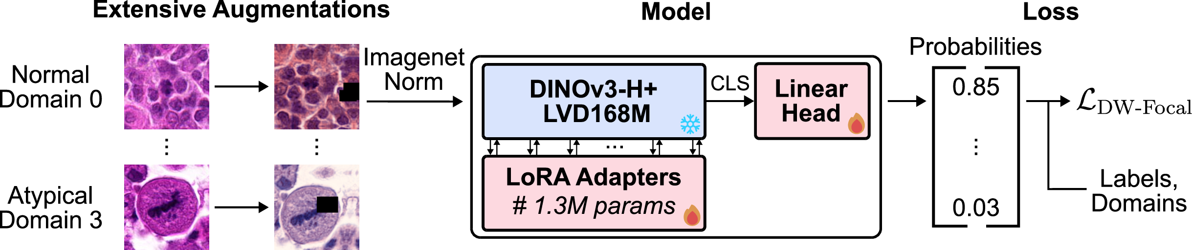 Figure 1: Overview of our method during training: Input images are augmented (multi-Macenko, small translations, shear, coarse dropout, rotations, etc.) and normalized with ImageNet statistics. The classifier is a DINOv3-H+ pretrained on the LVD-1689M natural image dataset, fine-tuned with LoRA (rank 8, \alpha=16, \sim​1.3M trainable parameters) and followed by a linear head on the class token with sigmoid activation to output probabilities. Optimization is performed with a Domain-Weighted Focal Loss, which combines Focal Loss for class imbalance with domain reweighting to address dataset heterogeneity.