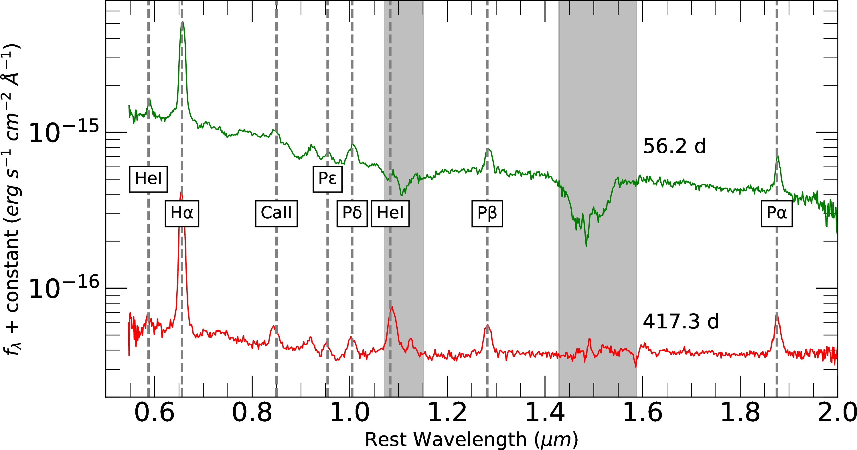 Figure 3: SpeX near-IR Spectra of AT2020adpi, where the time after peak in the observed frame is given above the spectra. Prominent emission lines are labeled. The vertical gray bands mark atmospheric telluric features. Due to an overexposed calibration standard on the night of the first observation, the spectrum taken at 56 days post-peak (green) was re-reduced using a standard from a different night at a similar airmass. This improved the overall spectral shape, but left large residuals in the telluric bands.