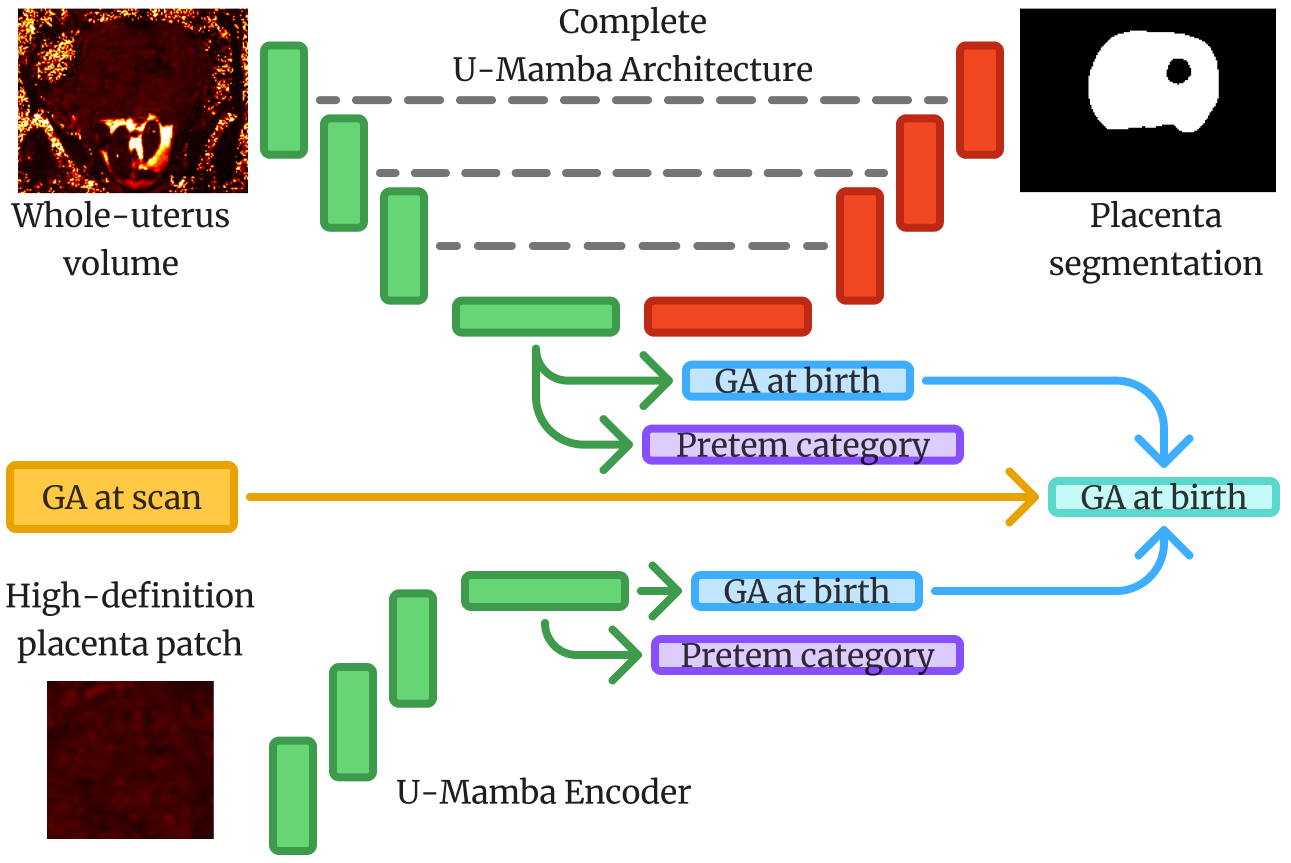 Figure 3: Overview of the PUUMA (Placental patch and whole-Uterus dual-branch U-Mamba-based Architecture) design for predicting gestational age (GA) at birth. The global branch (top) processes the whole-uterus T2* MRI volume using the U-Mamba encoder-decoder architecture to extract global features and predict placental segmentation, as well as to perform regression and classification at the bottleneck. The local branch (bottom) extracts high-resolution patches of the placenta and processes them with a U-Mamba encoder to capture detailed local features for regression and classification. Predictions from both branches, together with gestational age at scan, are combined to yield the final prediction.