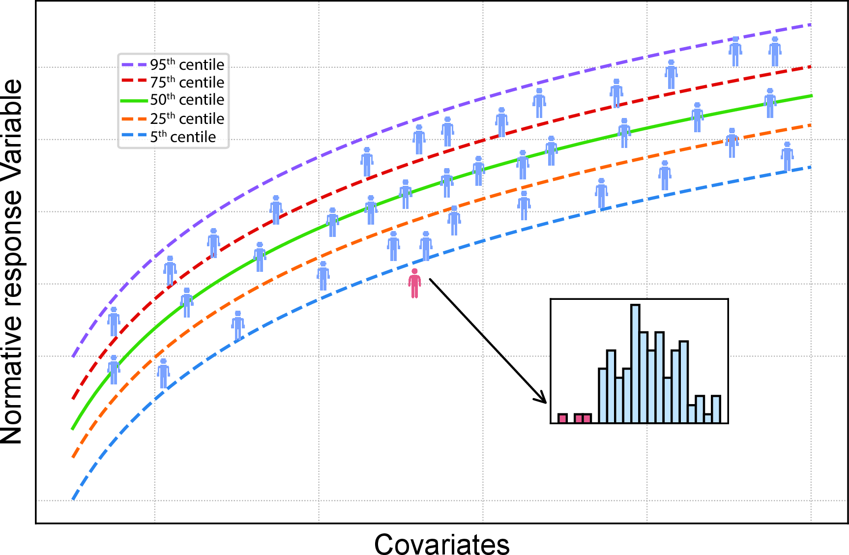Figure 1: Conceptual illustration of normative modelling The distribution of brain measures (e.g. cortical thickness, surface area, or volume) is inferred from a healthy reference cohort (blue figures) as a function of covariates such as age and sex. An individual (red figure) can then be compared against this normative distribution, and their deviation score (e.g. z-scores or centiles) indicates whether their brain measures fall within, above, or below the expected range.