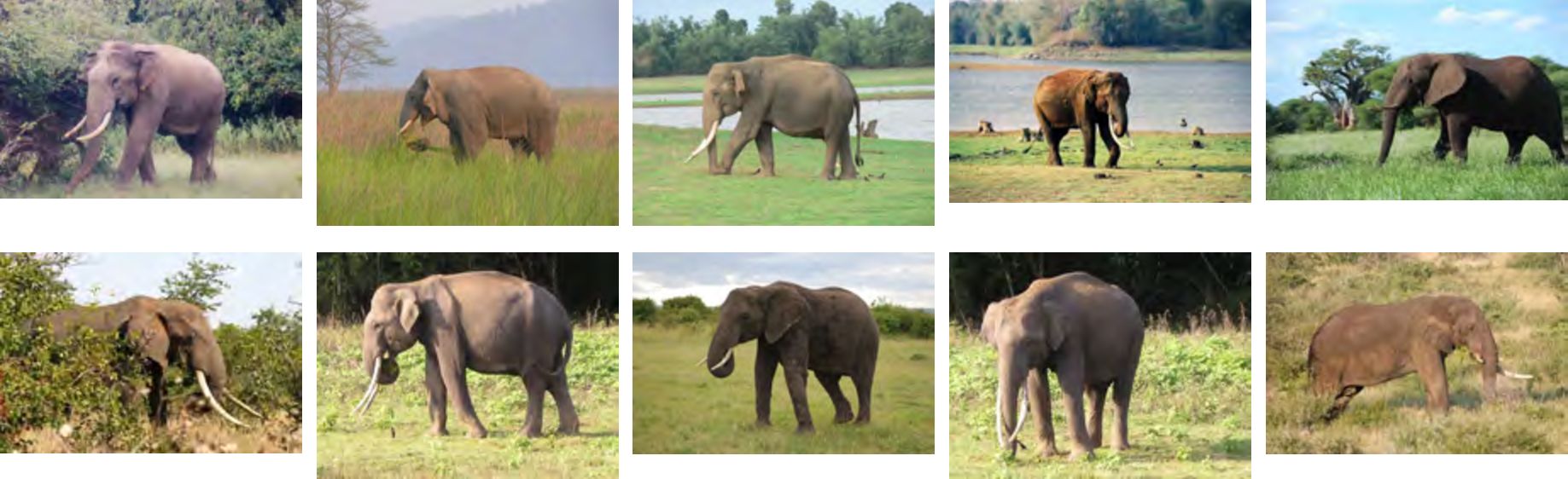 Figure 10: 10 images that are carefully chosen from the tusker category of ImageNet dataset and validated by human to exhibit similar visual perception.