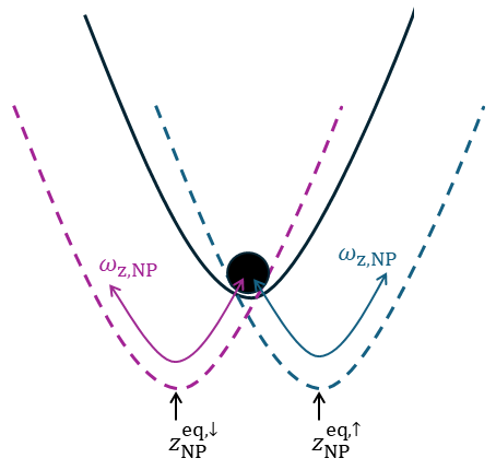 Figure 2: The Coulomb interaction induces a superposition of equilibrium positions z^{\text{eq},\uparrow,\downarrow}_\text{NP} (purple/blue) in the initial state (black) of the nanoparticle, due to the ion spin-dependent superposition.