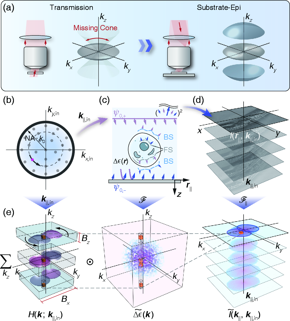 Figure 1: (a) Passbands in transmission and substrate-enhanced epi configurations; the latter simultaneously records FS and BS, expanding the accessible spectrum threefold.(b) Angle-diverse illumination with varying {\mathbf{k}}_{\parallel,\mathrm{in}} enables retrieval of 3D FS and BS.(c) Substrate-enhanced epi-illumination schematic, the incident field and its substrate reflection act as dual illuminations generating FS and BS.(d) Representative intensity patterns measured under different illumination angles.(e) Linear scattering model expressed via the 3D transfer function.