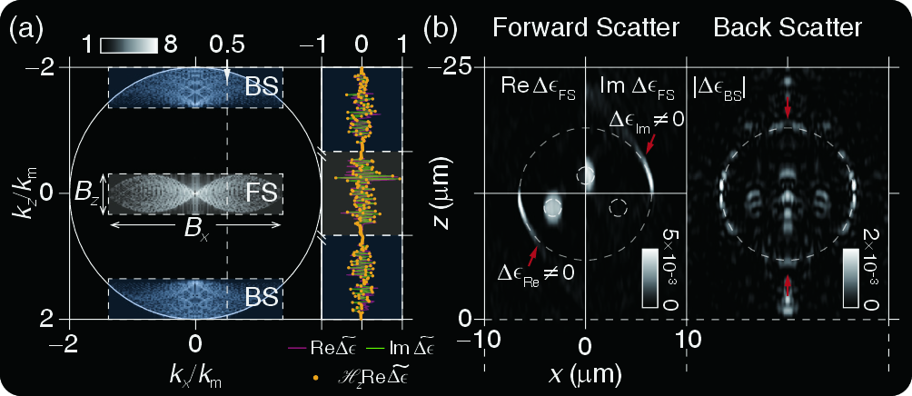 Figure 3: Simulation validation of the reconstruction framework.(a) k_x–k_z profile of the recovered \widetilde{\Delta\boldsymbol{\epsilon}}; right panel: cross-section at k_x=0.5k_m showing \mathrm{Re}(\widetilde{\Delta\boldsymbol{\epsilon}}) and \mathrm{Im}(\widetilde{\Delta\boldsymbol{\epsilon}}) satisfy the axial KK relation.(b) x–z cross-sections of the real and imaginary parts of \Delta\epsilon_{\mathrm{FS}} and |\Delta\epsilon_{\mathrm{BS}}| obtained from the FS and top BS bands. \Delta\epsilon_{\mathrm{FS}} reveals smooth volumetric features with blurred interfaces, while \Delta\epsilon_{\mathrm{BS}} complements FS by recovering lateral interfaces.