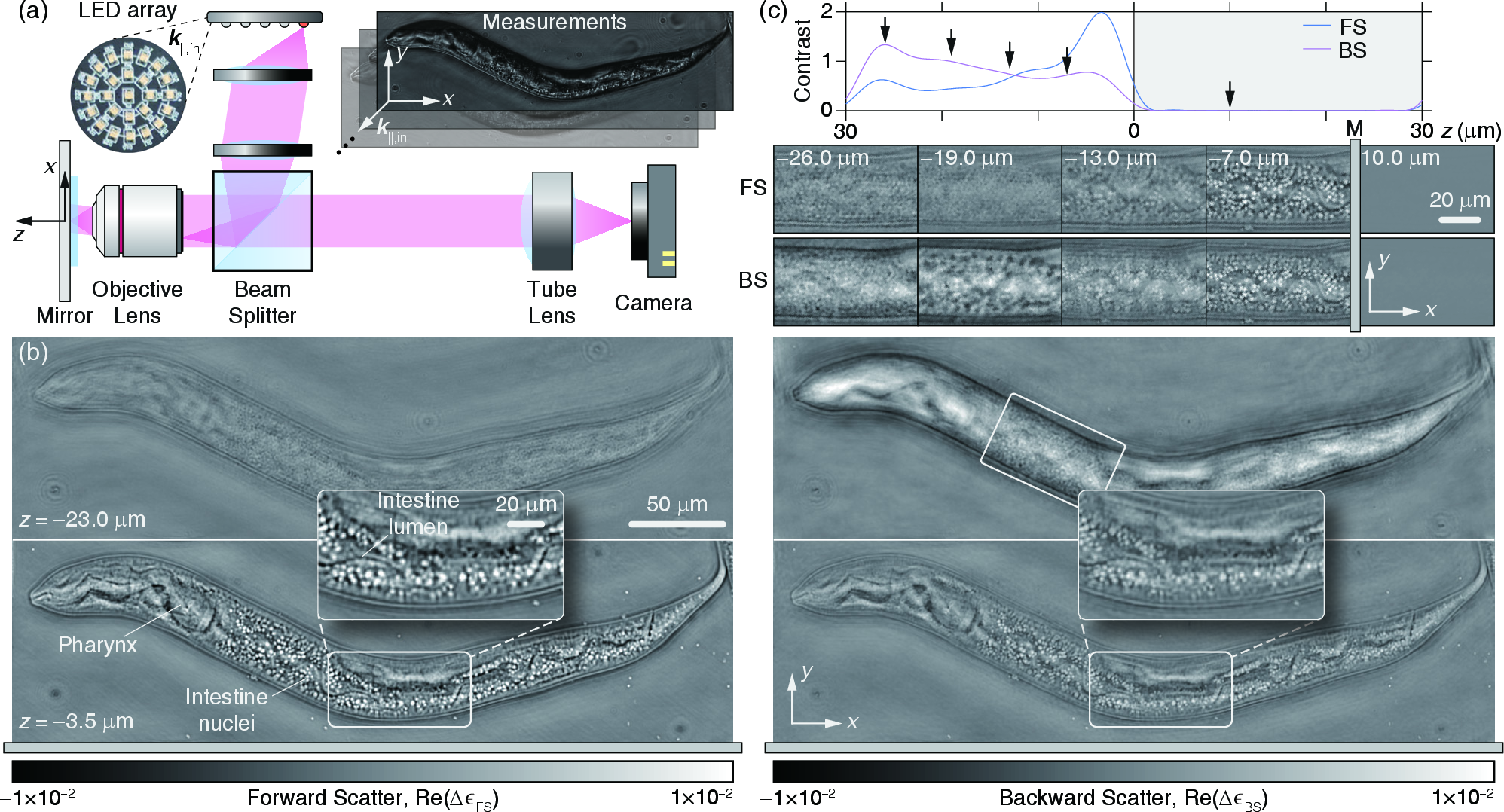 Figure 4: Experimental demonstration with a fixed C. elegans on a mirror.(a) Schematic of the substrate-enhanced epi-illumination LED microscope; inset: LED array and representative measured scattering patterns.(b) Real part of x–y cross-sections of \Delta\epsilon_{\mathrm{FS}} and \Delta\epsilon_{\mathrm{BS}} at z=-23.0~\mum (surface) and z=-3.5~\mum (interior).(c) Depth-dependent feature contrast of \Delta\epsilon_{\mathrm{FS}} and \Delta\epsilon_{\mathrm{BS}}, showing that the reconstruction is confined to the upper half-space. Inset: zoomed views at five depths.