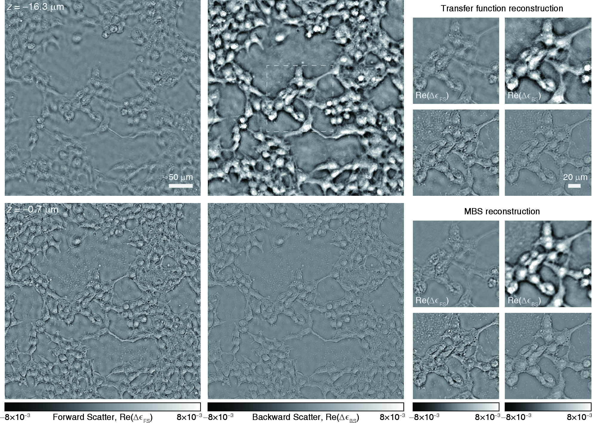 Figure 8: Reconstruction results of the fixed breast cancer cells.Unstained breast cancer cells were first cultured on the mirror surface and then fixed with formalin and immersed in water.The whole field-of-view is 411 \mum \times 411 \mum, and is partitioned into nine blocks, each of size 145 \mum \times 145 \mum.The inversion operator is initialized once on a single block and subsequently applied to all blocks. The initialization, performed on a Nvidia L40S 48 GB graphics card, requires 200 s, while the reconstruction of the entire field of view takes 20 s.The left panel shows the real part of x–y cross-sections of \Delta\epsilon_{\mathrm{FS}} and \Delta\epsilon_{\mathrm{BS}} at z=-16.3~\mum and z=-0.4~\mum.A zoomed-in view of the white dashed frame is displayed in the upper-right.For comparison, MBS-based reconstructions are shown in the lower right, demonstrating good agreement.However, the computational cost differs significantly, where MBS relies on iterative inversion, requiring 12 hours on four NVIDIA L40S 48 GB graphics cards, whereas the transfer-function-based approach offers a highly efficient alternative, enabling high-throughput 3D FS and BS recovery.