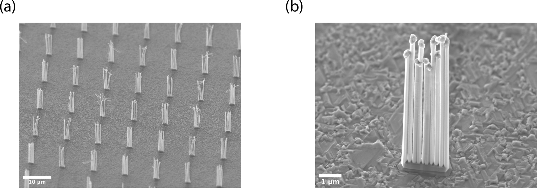 Figure 6: (a) SEM image of as-grown arrays of InAs nanowires with in situ aluminum (scale bar 10~\mum). (b) Close-up image on a single array (scale bar 1~\mum).