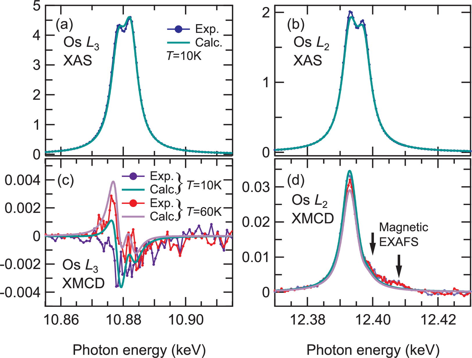 Figure 3: XAS and XMCD spectra of Ba_2CaOsO_6 at the Os L_{2,3} edges after background subtraction compared with with ligand-field (LF) multiplet calculation. (a), (b) Experimental (blue curves with dots) and calculated (green curves) XAS spectra. The white-line background and the extended X-ray absorption fine structure (EXAFS) oscillations have been subtracted (see Appendix 5). (c), (d) Experimental (purple and red curves with dots) and calculated (green and lilac curves) XMCD spectra. The structures around the energies of 12.40 and 12.41 keV in the experimental XMCD spectra are magnetic EXAFS oscillations. The molecular field in the multiplet calculation was adjusted to B = 12 \pm 2\;\text{T} so that the measured XMCD intensity at the L_2 edge was reproduced.