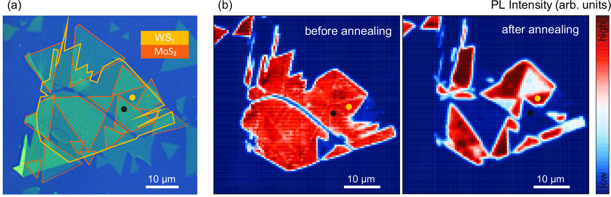 Figure 6: (a) Optical Microscope image of the MoS_2/WS_2 sample on which the spectra shown in Figure 1 (main text) were measured. CVD-grown MoS_2 monolayers were covered with a large exfoliated WS_2 monolayer, yielding several heterostructure regions. The dots indicate the measurement positions of the heterostructure (black) and WS_2 monolayer (yellow) spectra presented in the main text. (b) PL maps (acquired with an excitation wavelength of 532 nm) show the spatial distribution of the WS_2 A exciton emission. PL quenching is observed after annealing, indicating an improvement of the heterostructure’s interface.