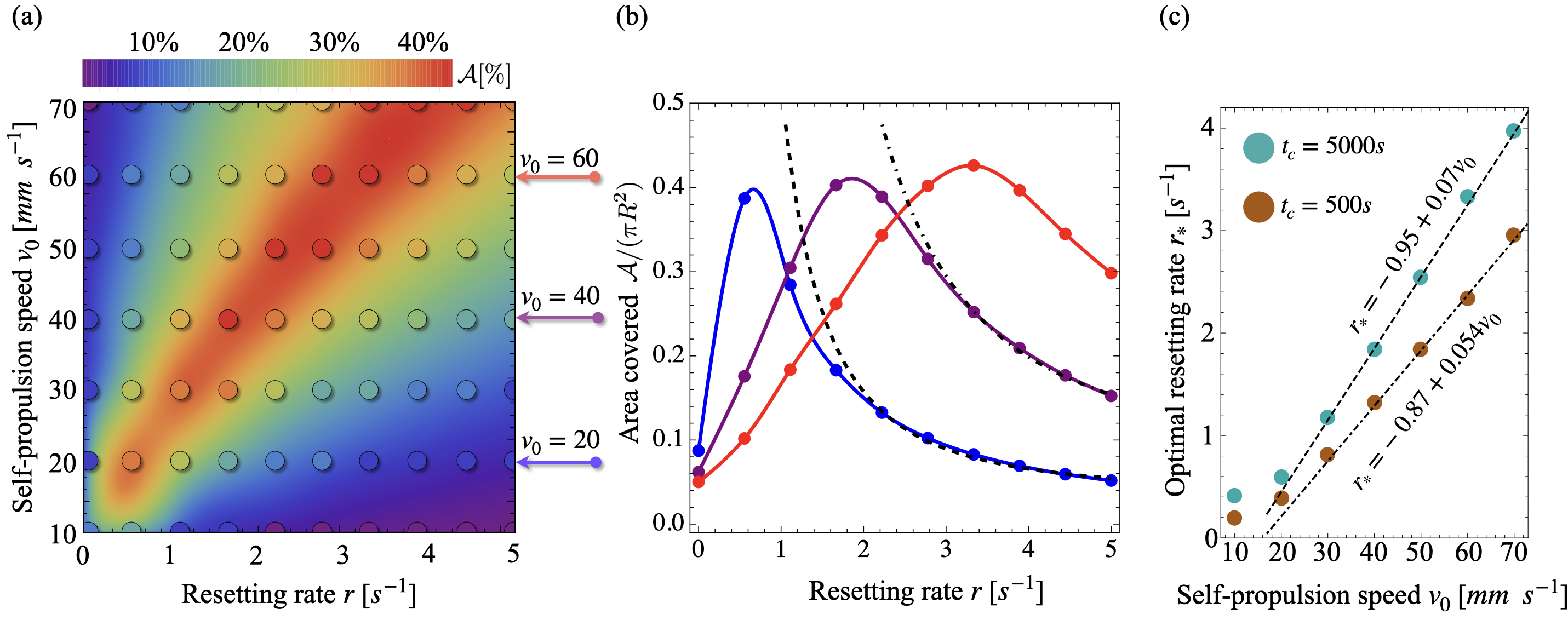 Figure 3: Resetting-induced optimal area covered by an active particle. (a) Covered area \mathcal{A} (color gradient) normalized by the area of the circular arena, as a function of the resetting rate r and self-propulsion speed v_0. Colored dots represent simulation data; the background is obtained by interpolation. (b) Normalized \mathcal{A} versus r for selected v_0 values, indicated by arrows in (a). The two dashed lines denote the predicted \sim r^{-2} scaling at large r. The cutoff time is t_c = 5000\,\text{s}. (c) Optimal resetting rate as a function of v_0, showing the predicted linear behavior (dotted black lines). Blue and red points correspond to cutoff times t_c = 500\,\text{s} and 5000\,\text{s}, respectively. The remaining simulation parameters are D_r = 0.85\,\text{s}^{-1}, \gamma_T = 10.0\,\text{g}\,\text{s}^{-1}, and D_T = 1.59\,\text{mm}^2\,\text{s}^{-1}.