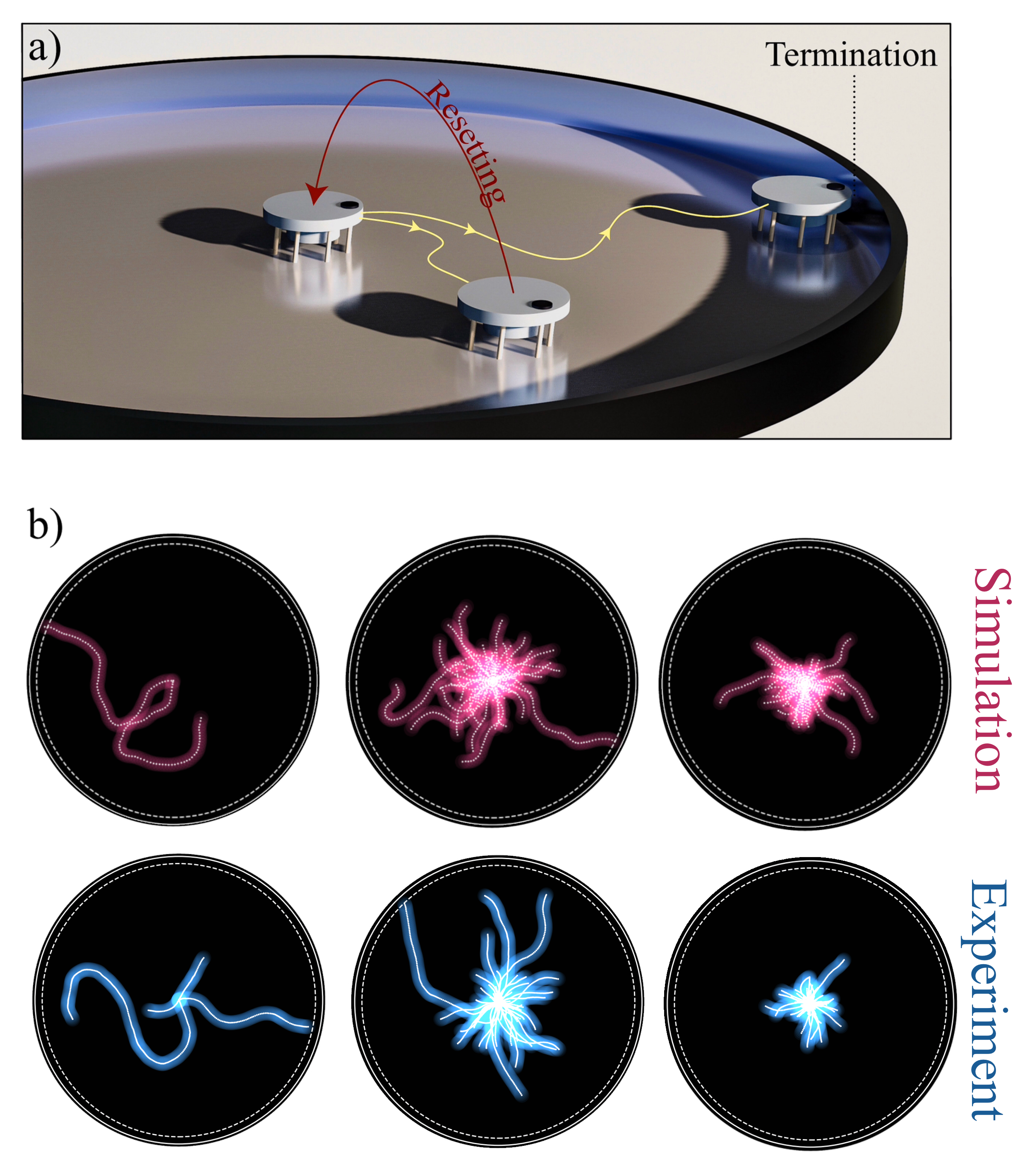 Figure 1: Active granular particle under resetting. (a) Visualization of the experimental setup, with a vibrobot moving in a circular arena. The particle is reset (red arrow) back to its initial position with orientation randomization at random times extracted from an exponential distribution. This process lasts until the particle hits the boundary of the plate. (b)-(c) Time-trajectories of finite-sized active particles in a circular plate with radial size R for three different values of the resetting rate, r=0.5,1.0,2.5 \text{ Hz}. The covered area is obtained by coloring the center-of-mass trajectory with a thickness corresponding to the particle diameter. (b) is obtained from experiments, while (c) by simulations. These typical trajectories qualitatively reveal a non-monotonic covered area with the resetting rate r, both in experiments and simulations.