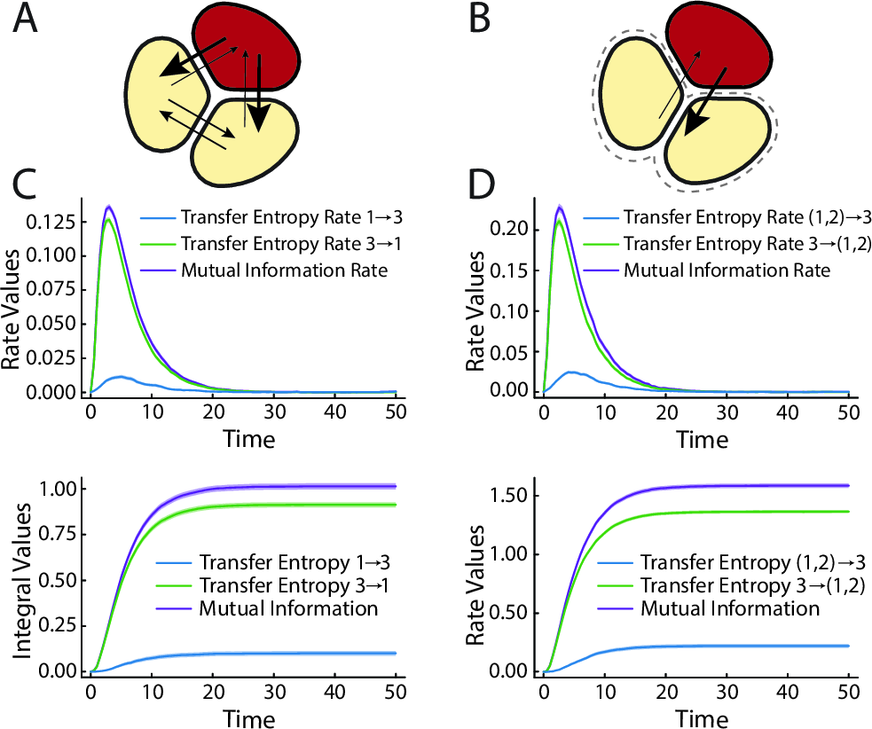 Figure 4: Conditioning on final cell fates reveals persistent and asymmetric information transfer between cells. Here, all information theoretic quantities are computed for a process conditioned on the terminal state of cell 3 ending up as an inhibitor u_3=N, while cells 1 and 2 are inhibited, u_1=u_2=0. (A-B) Schematic where arrow thickness is proportional to the long time conditional transfer entropy between pairs of cells (A) and the inhibitor cell and the remaining pair (B). (C) Conditioned mutual information and transfer entropy rates between cell 2 and cell 3 (top) as well as their corresponding integrals (bottom). Interestingly, the conditional information transferred from the inhibited cells is small but positive. (D) Conditional mutual information and transfer entropy rates between cell 3 and and its neighbors (top), alongside their corresponding integrals (bottom). Throughout, each computation is averaged over n=10,000 Monte-Carlo samples, and the shaded regions show 1.96 \times standard error.