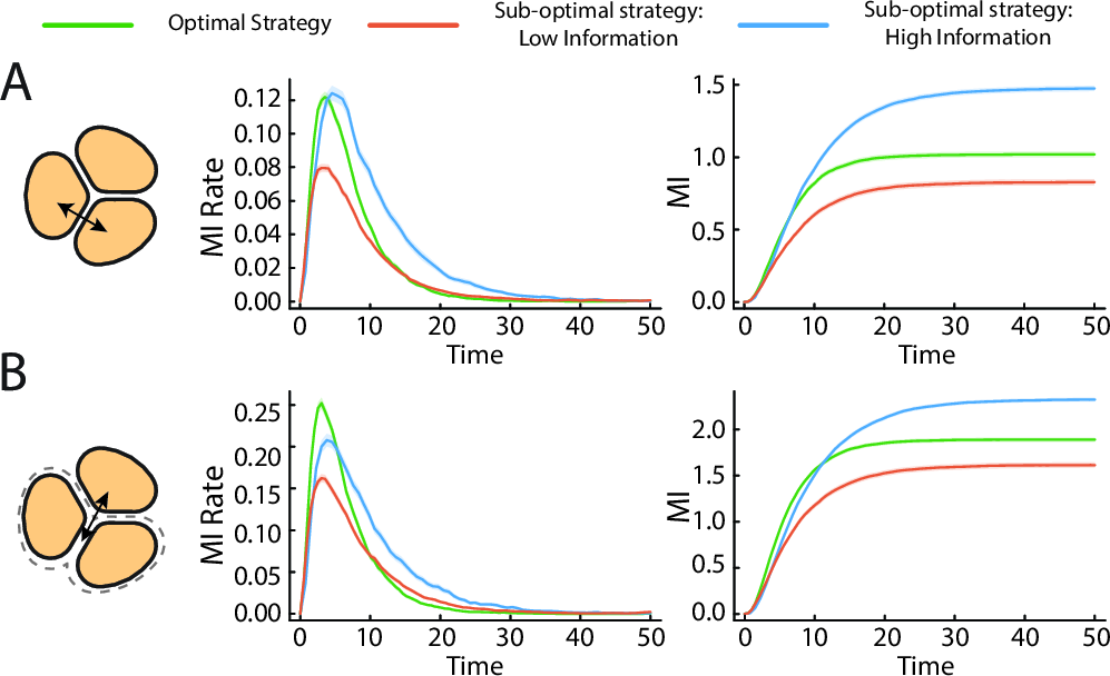 Figure 7: Collective strategy does not optimize for information flow. For a fixed error rate of \epsilon=0.02, sub-optimal strategies that transfer more or less information between cells than the optimal strategy can be found. (A-B) Mutual information rate (middle) and total mutual information (right) transferred between (A) a pair of cells, and (B) a cell and its neighbors, in the collectively optimal system (green), a system that transfers more information for the same error rate (blue) and one that transfers less information (orange). Throughout, each computation is averaged over n=10,000 Monte-Carlo samples, and the shaded regions show 1.96 \times standard error.