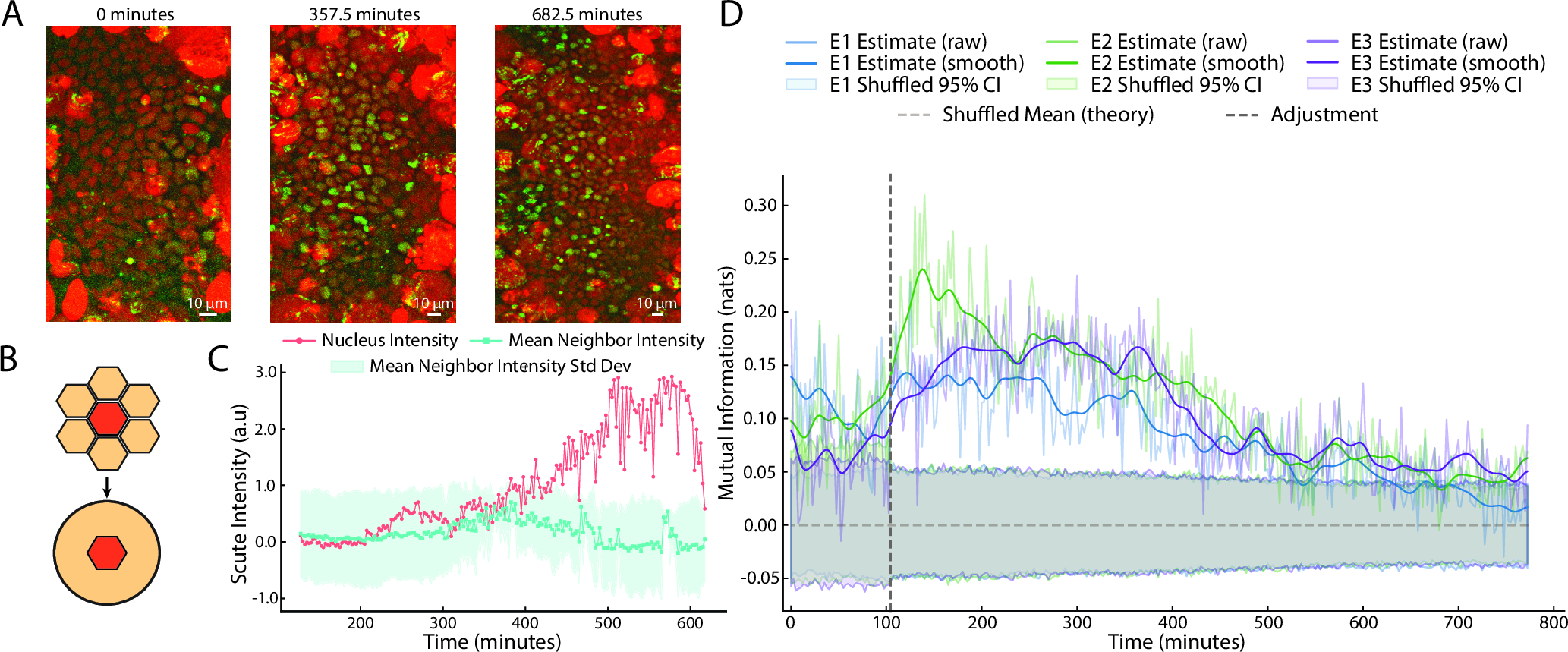 Figure 8: Instantaneous mutual information between cells for experimental measurements of Drosophila pupal abdomen patterning show non-monotonicity in time. (A) Snapshots of live imaging experiments from Ref. [9], showing a nuclear marker (red) and Scute intensity (green). Maximum intensity projections of a three-dimensional raw image are shown. Throughout, time is measured from the start of the experiment, around 12 hours after puparium formation. (B) We compare the intensity of a cell to the average intensity of its spatial neighbors, which may change with time as cells rearrange and divide. (C) Example Scute intensity trajectory of a future SOP cell compared to its neighbors over the time window when patterning occurs (SM). Scute ultimately decreases once cell commits to SOP fate. (D) Instantaneous mutual information between cells and their neighbors across time and for 3 separate experiments (E1-E3). The raw mutual information time series is overlaid with a temporally smoothed trend (SM). Dotted line indicates discontinuity in the imaging region, and number of segmented cells, due to scope adjustment (SM). Shuffling cell-neighbor intensity pairs gives a null data set with zero true mutual information, numerical confidence intervals (95\% shown) show values of estimator applied to null data.