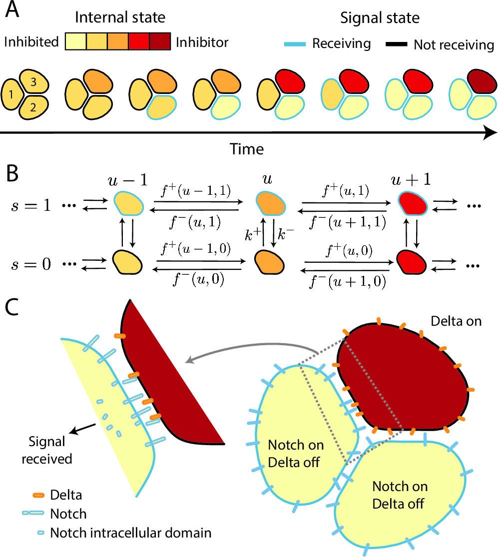 Figure 1: Self-organization through lateral inhibition. (A) In our model, cells have an internal state abstractly ranging from an inhibitor-like state to an inhibited-like state, along with a signaling state which can be activated by neighboring cells. This allows cells to self-organize into a target pattern, here 3 cells organize so that there is one inhibitor cell and two inhibited cells. Throughout, we number cells counterclockwise starting from the leftmost cell; here cell 3 is the inhibitor. (B) Possible transitions for a single cell in the model and corresponding transition rates. Only the rate of receiving the signal, k^+, is a function of the neighboring cell states. (C) Notch-Delta signaling as a motivating biological example of lateral inhibition. When Delta (orange) on one cell binds to Notch (blue) on a neighboring cell, Notch is cleaved, releasing its intracellular domain and activating downstream transcriptional responses.