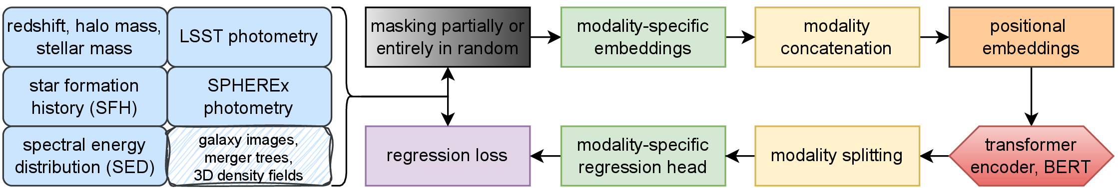 Figure 1: Schematic of MOSAIC architecture. Each modality is masked and projected into modality-specific embeddings, concatenated along the sequence dimension, combined with positional embeddings, and processed by a Transformer encoder. The sequence is split into modality-specific segments and fed into dedicated regression heads to produce predictions and compute regression loss.