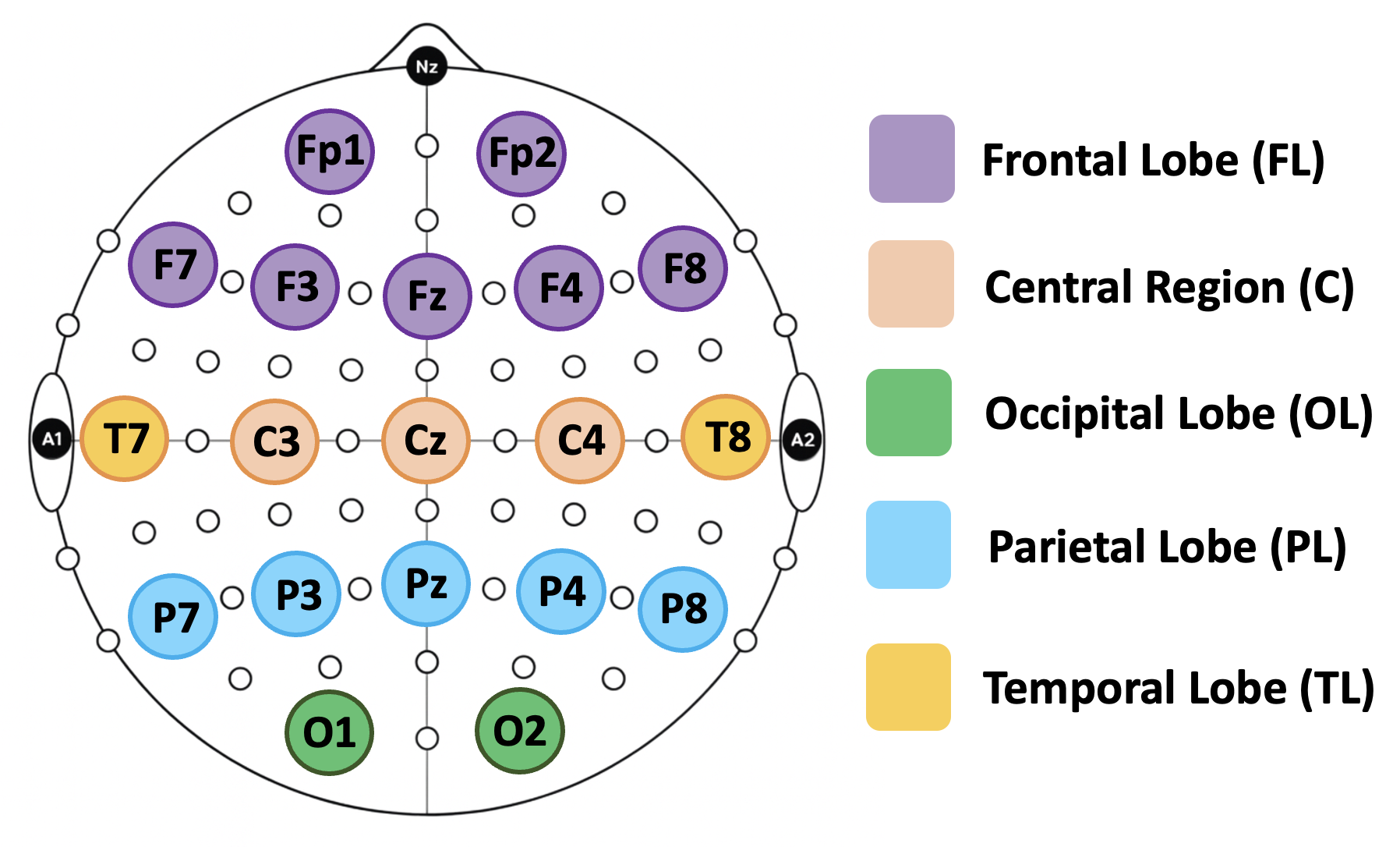 Figure 7: Diagram of electrode spatial positions and corresponding brain regions in the EEG 10–20 system [88], where different colors represent distinct cortical areas.