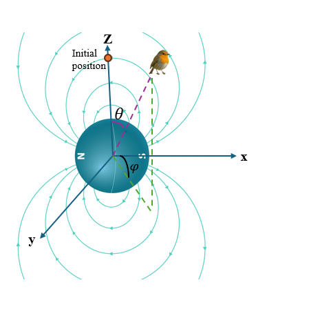 Figure 2: Schematic illustration of spherical coordinates of the geomagnetic field vector relative to the bird’s location. .