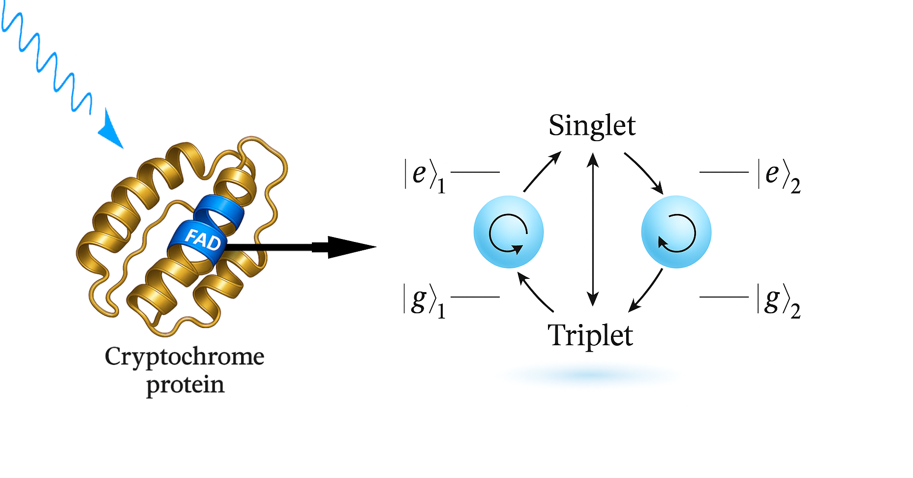 Figure 1: Schematic representation of the protein cryptochrome and the energy levels (labeled ground and excited states) and spin entanglement of its radical pair.