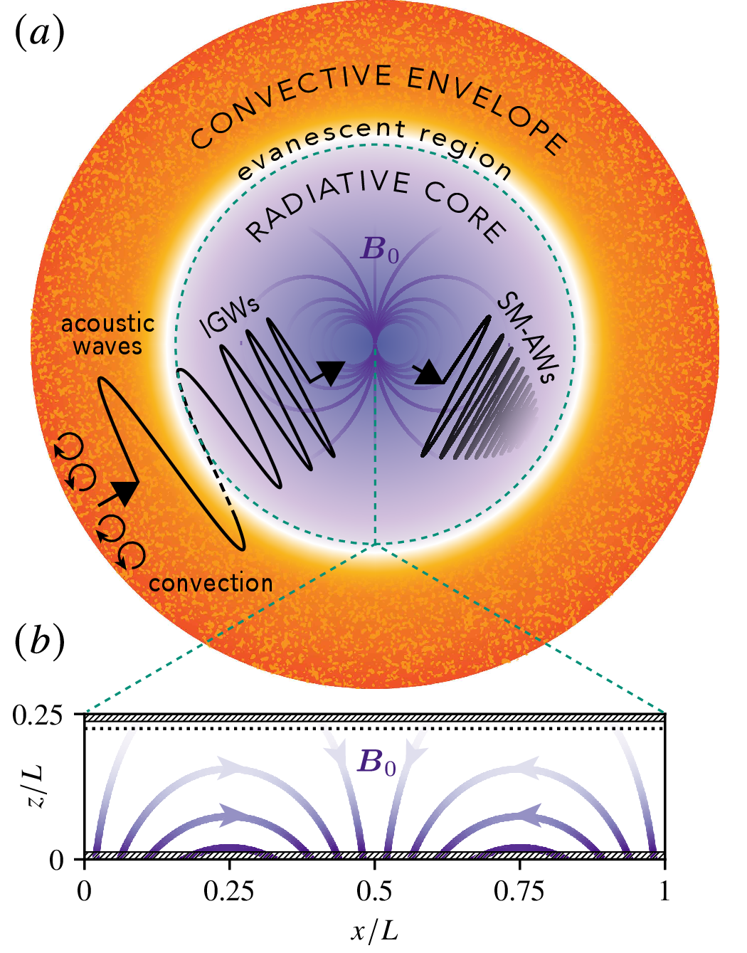 Figure 1: (a) Schematic cross-section of the inner portion of a RGB star with convective envelope and stably-stratified radiative core. Convective turbulence in the envelope excites acoustic waves which convert to internal gravity waves (IGWs) in the radiative core. In the presence of a strong remnant core magnetic field, non-axisymmetric IGWs convert to slow magnetosonic (SM) and resonant Alfvén waves (AWs). These magnetohydrodynamic waves develop fine vertical and horizontal scales as they propagate outwards, damping via diffusion. (b) Idealized Cartesian model formed by “unwrapping” the radiative core, with x, y, z corresponding to latitude, azimuth, and radius, respectively. The field lines for the current-free background magnetic field \boldsymbol{B}_0 used in this study are plotted in purple. The opacity of the plotted field lines increases with \lvert \boldsymbol{B}_0 \rvert. Numerical simulations employ a sinusoidal wavemaker (k_x = k_y = 2\pi/L) located at the dotted line and damping layers indicated by the hatched areas.